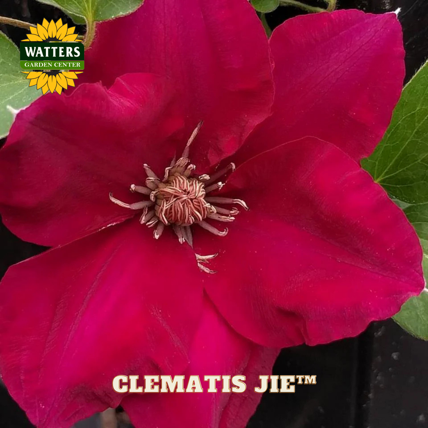 Close-up of a vibrant red flower with green leaves, featuring Watters Garden Center branding.