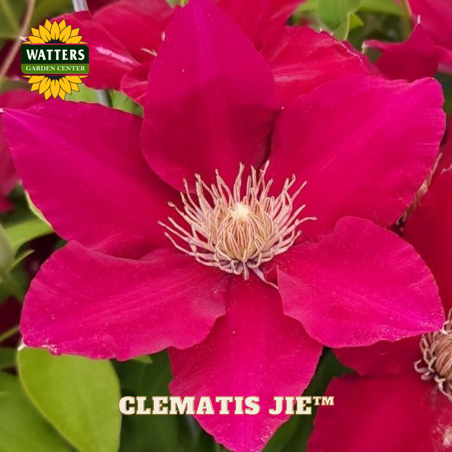 Close-up of a vibrant pink clematis flower with 'Watters Garden Center' branding.