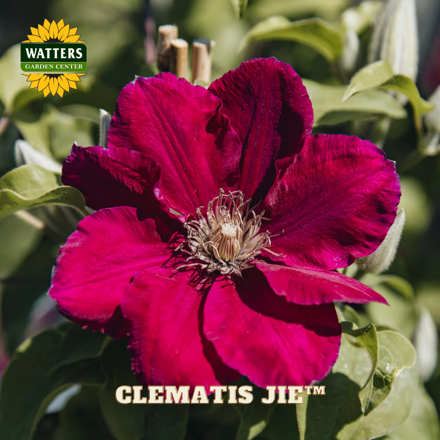 Red clematis flower with Watters Garden Center logo in the corner