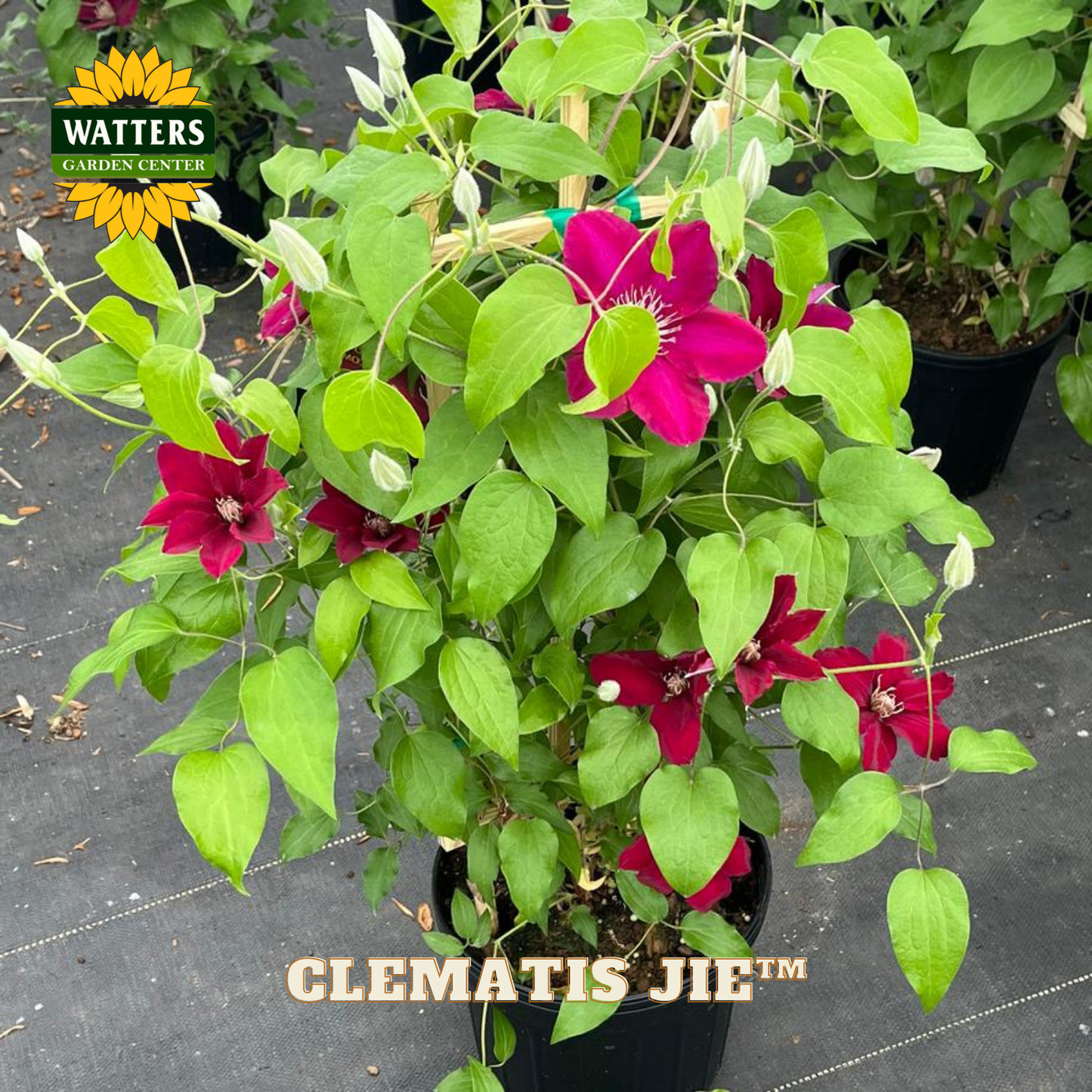 Potted plant with red flowers and green leaves, branded 'Watters Garden Center'.