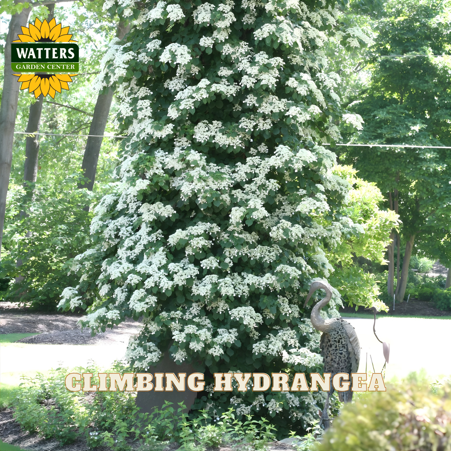 Tall climbing hydrangea plant in a garden setting with Watters Garden Center branding.