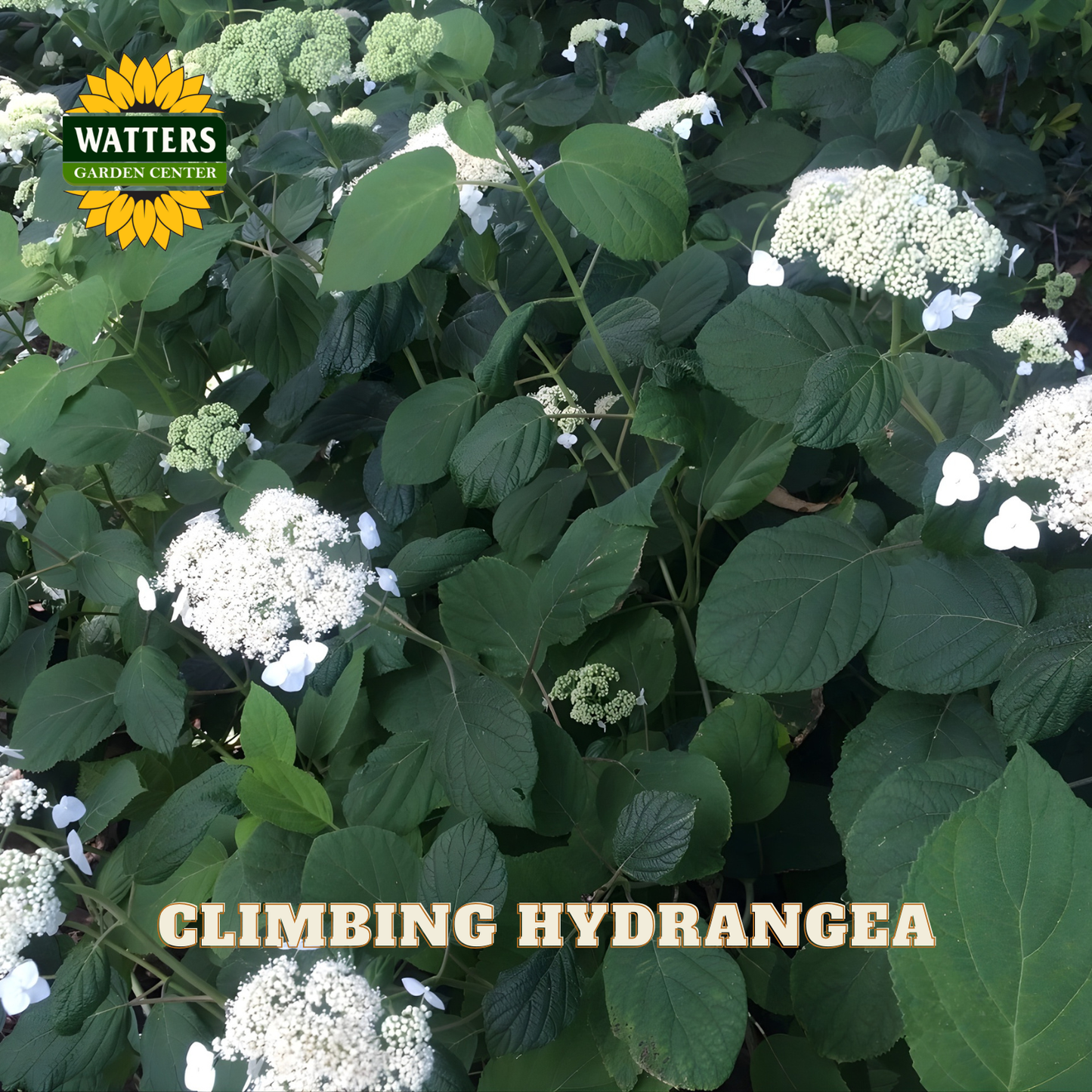 Climbing hydrangea plant with green leaves and white flowers, branded with Watters Garden Center.