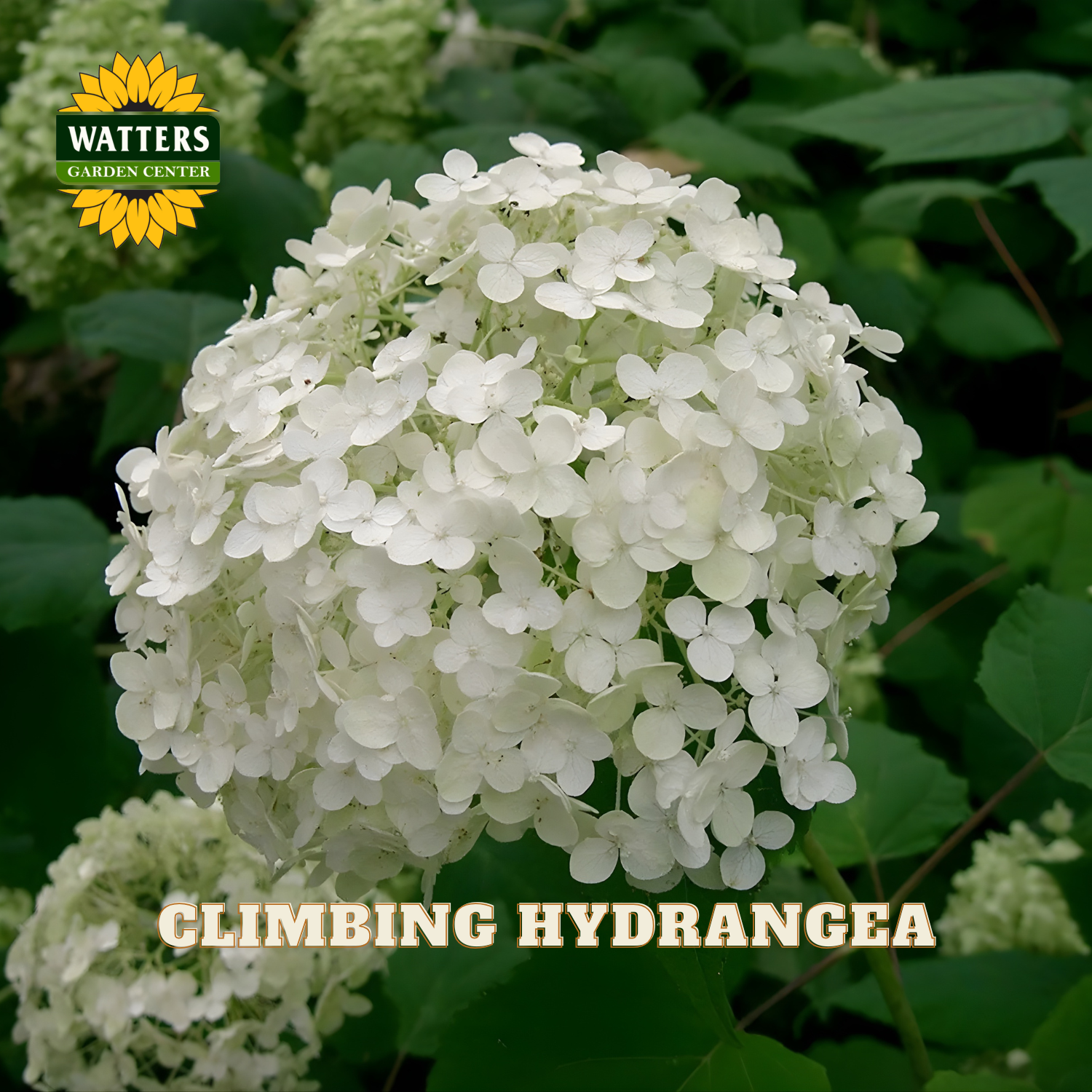 White climbing hydrangea flower with Watters Garden Center logo in the corner.
