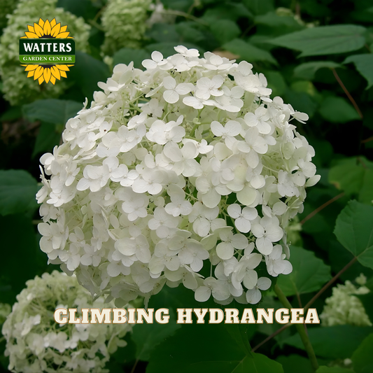 White climbing hydrangea flower with Watters Garden Center logo in the corner.