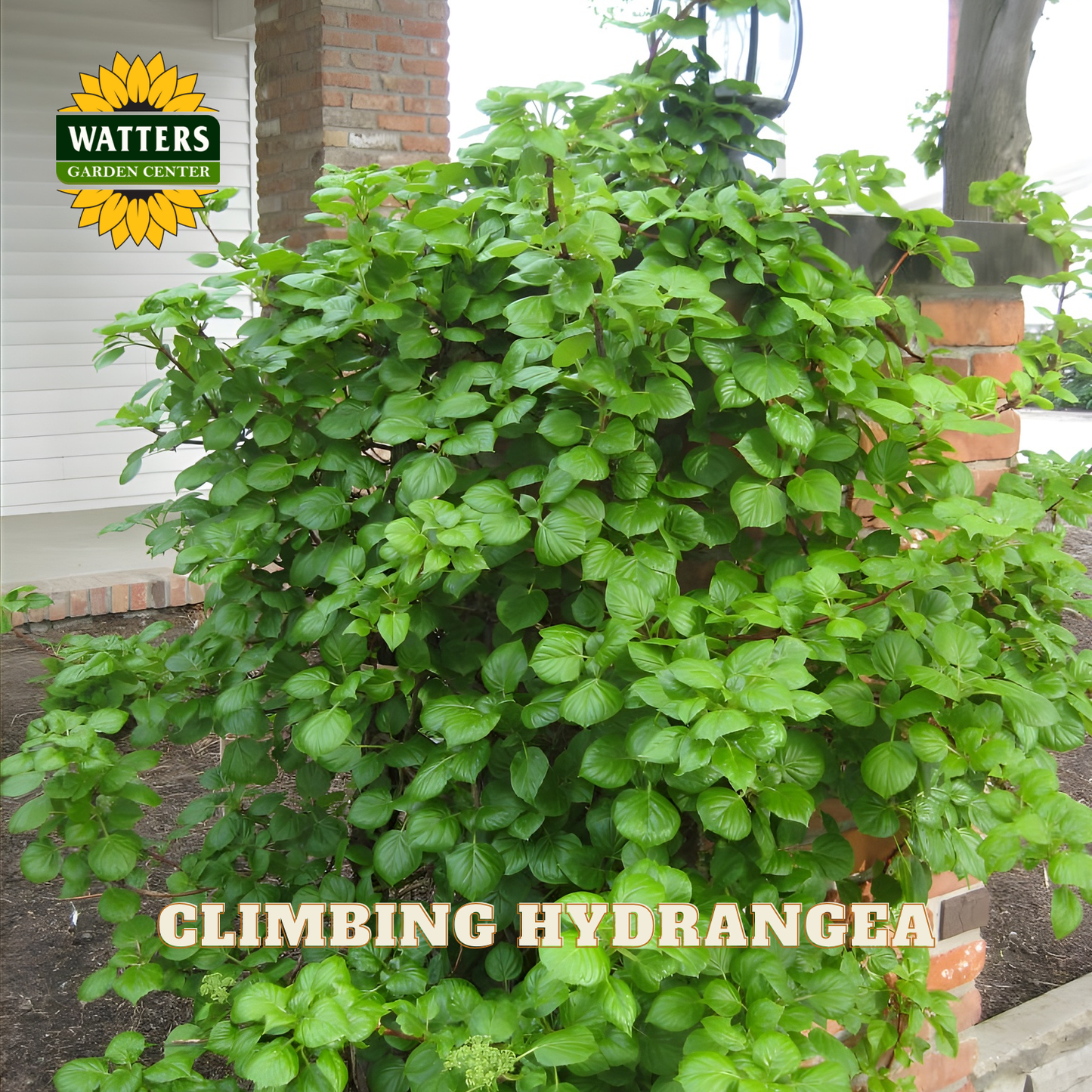 Climbing hydrangea plant with Watters Garden Center branding in the background.