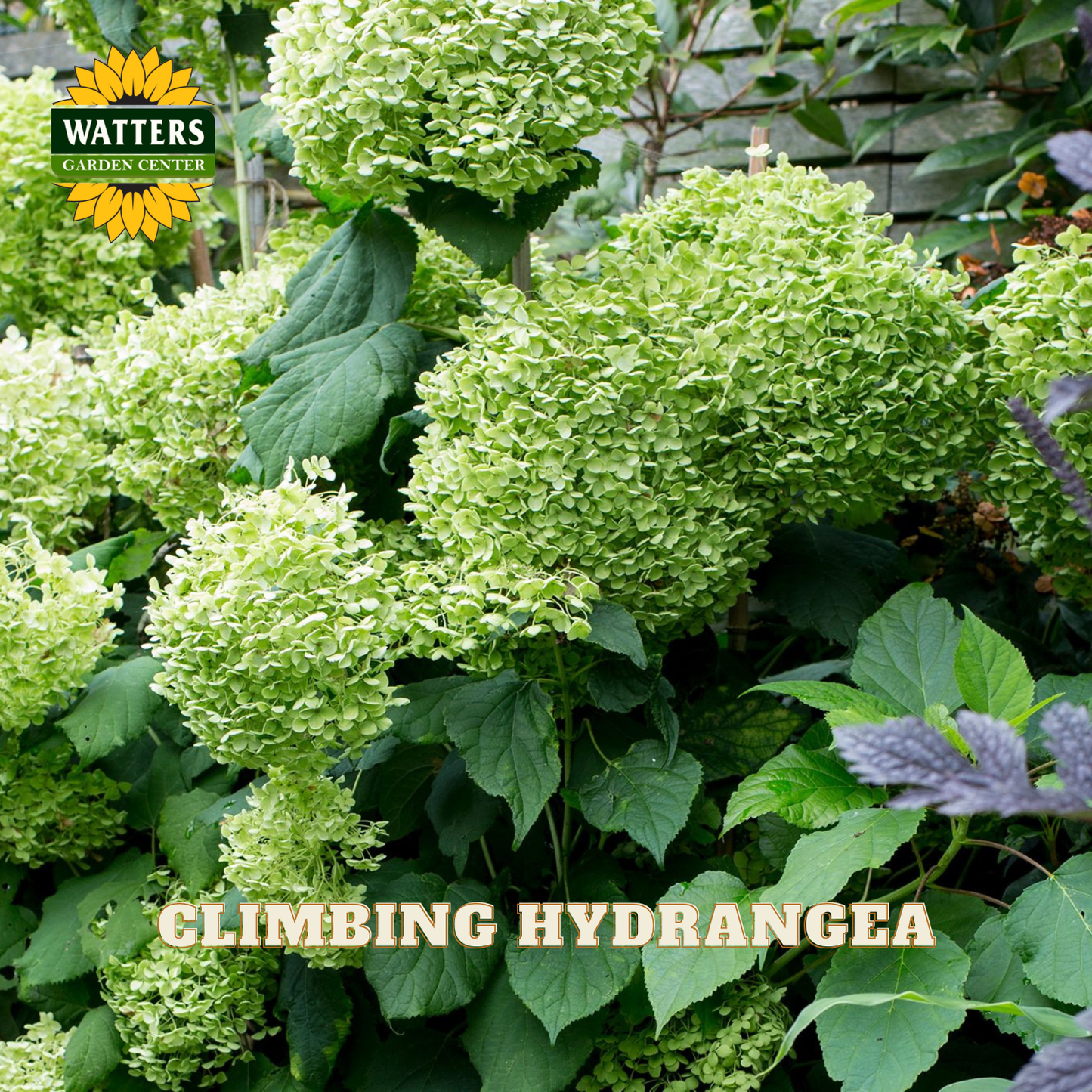 Clumping hydrangea plant with green flowers and leaves, Watters Garden Center logo visible.