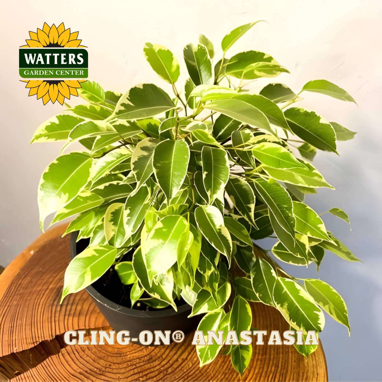 Potted plant on a wooden surface with Watters Garden Center logo