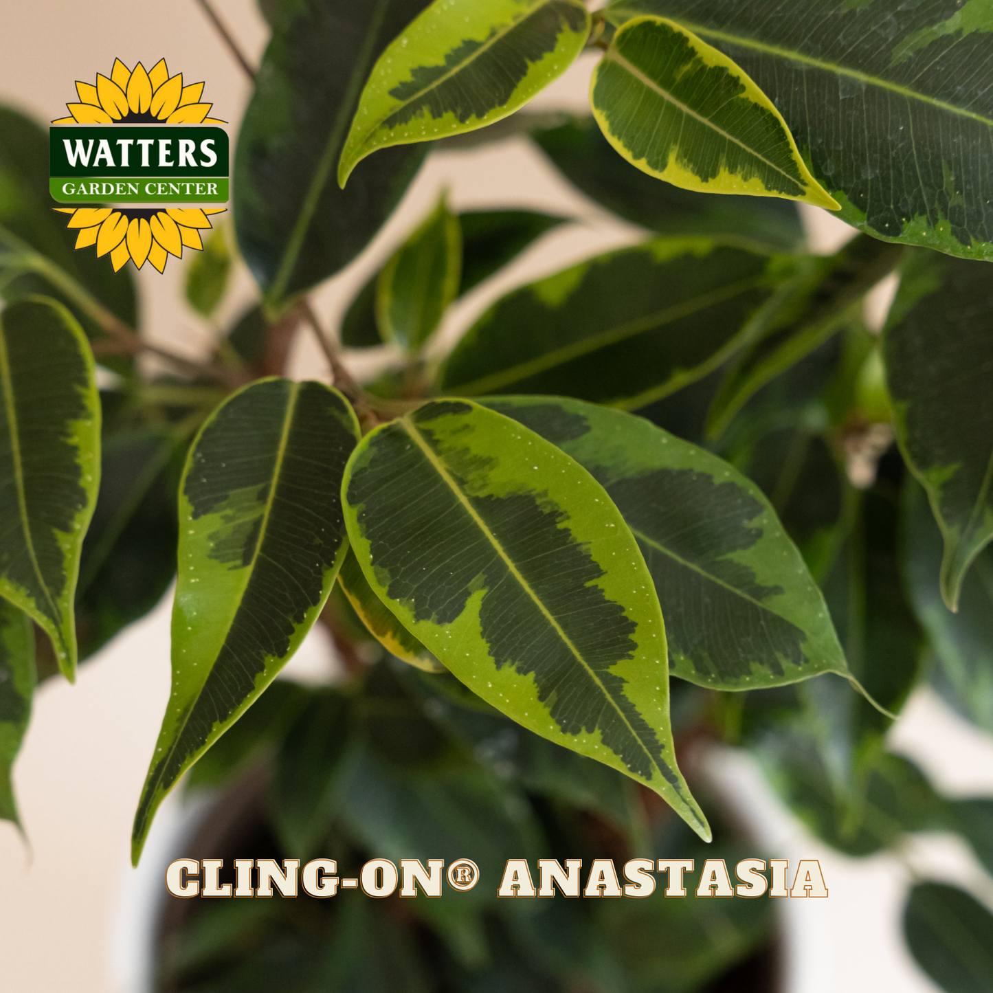 Close-up of a green leafy plant with Watters Garden Center logo and 'Cling-On Anastasia' text.