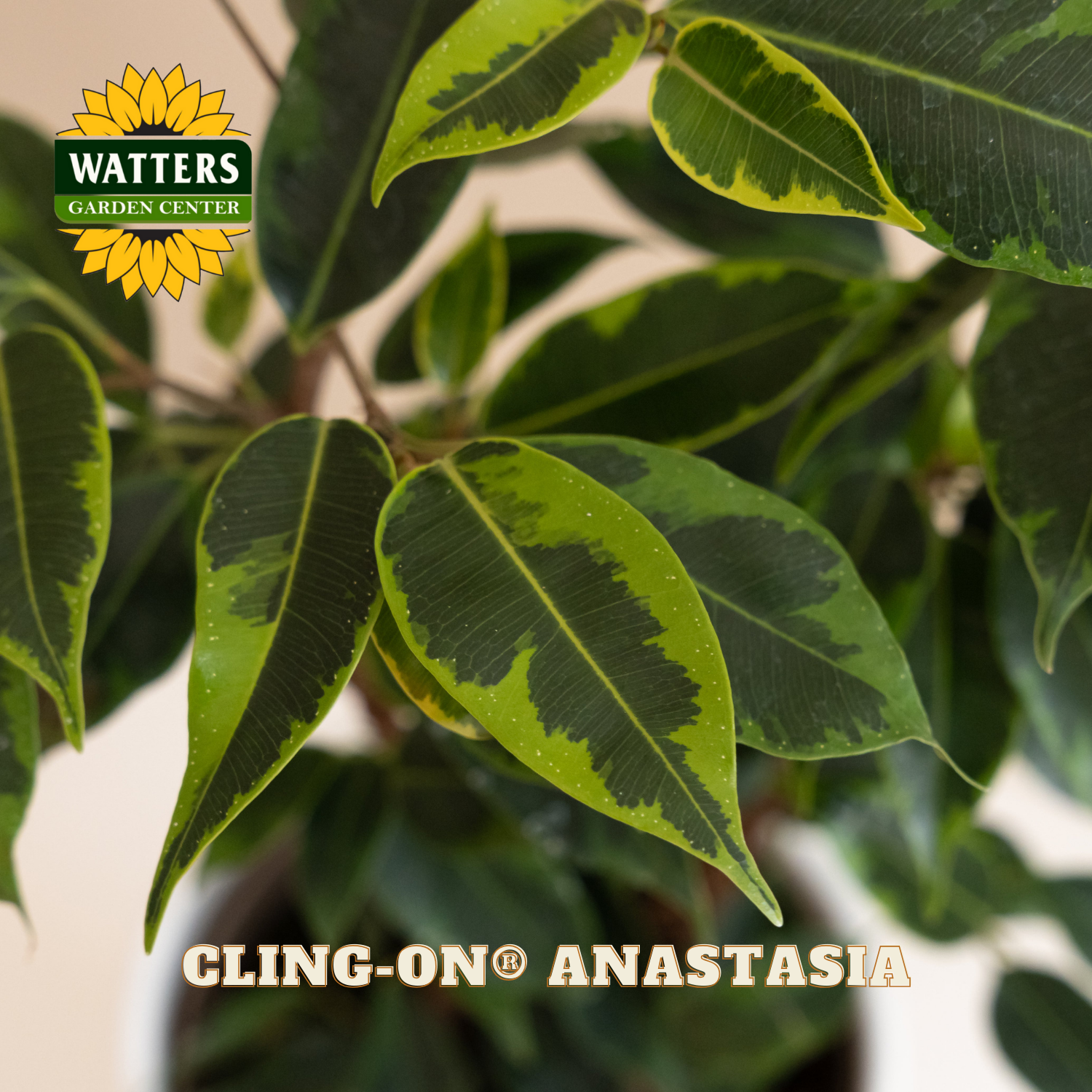 Close-up of a green leafy plant with Watters Garden Center logo and 'Cling-On Anastasia' text.