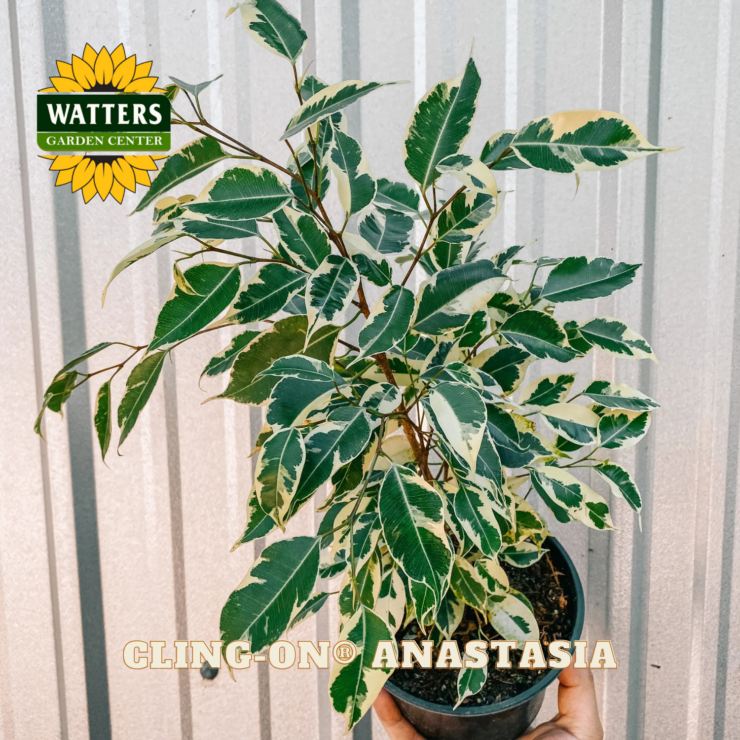 Potted plant with variegated leaves held by a hand, against a neutral background with Watters Garden Center branding.
