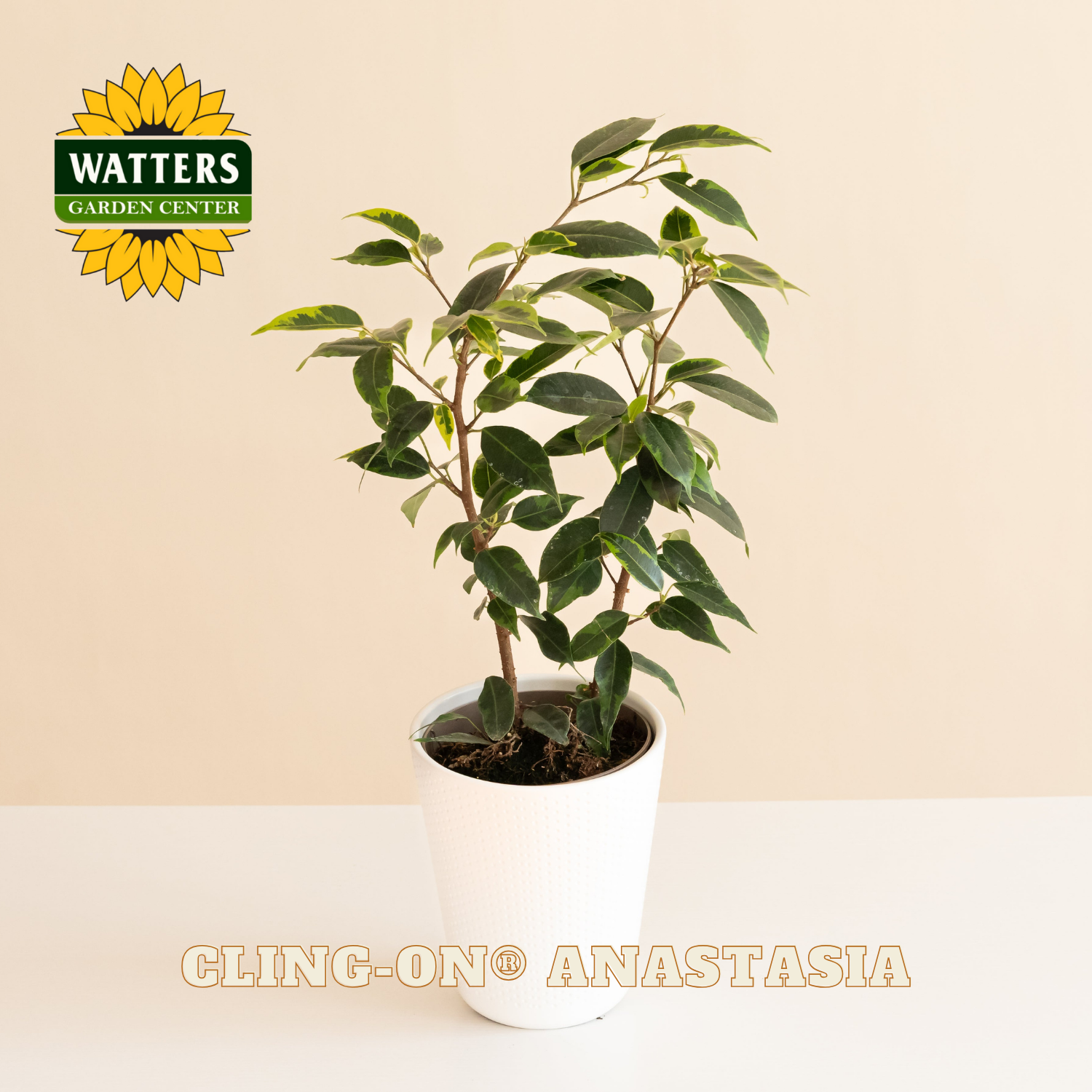 Potted plant with Watters Garden Center logo on a beige background