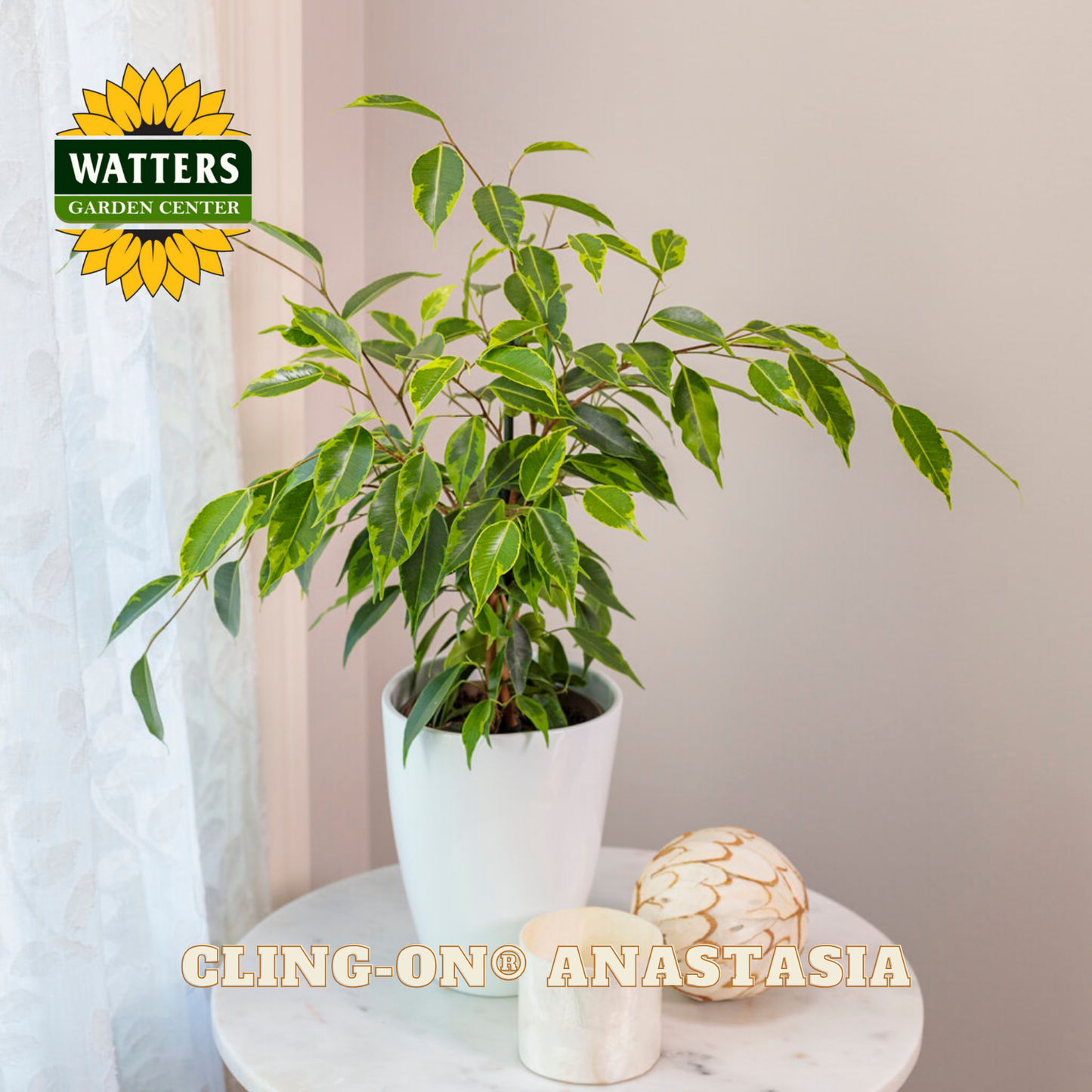Potted plant on a marble surface with 'Watters Garden Center' logo and 'Gling-On Anastasia' text.