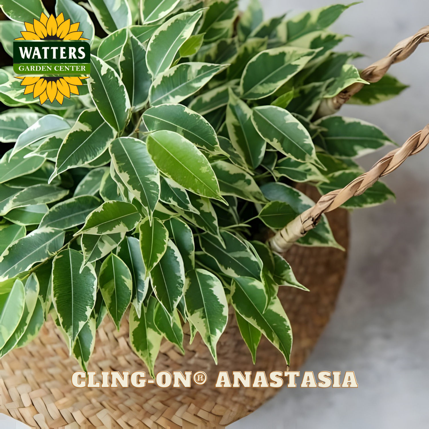 Potted plant with variegated leaves on a woven basket, branded with Watters Garden Center.