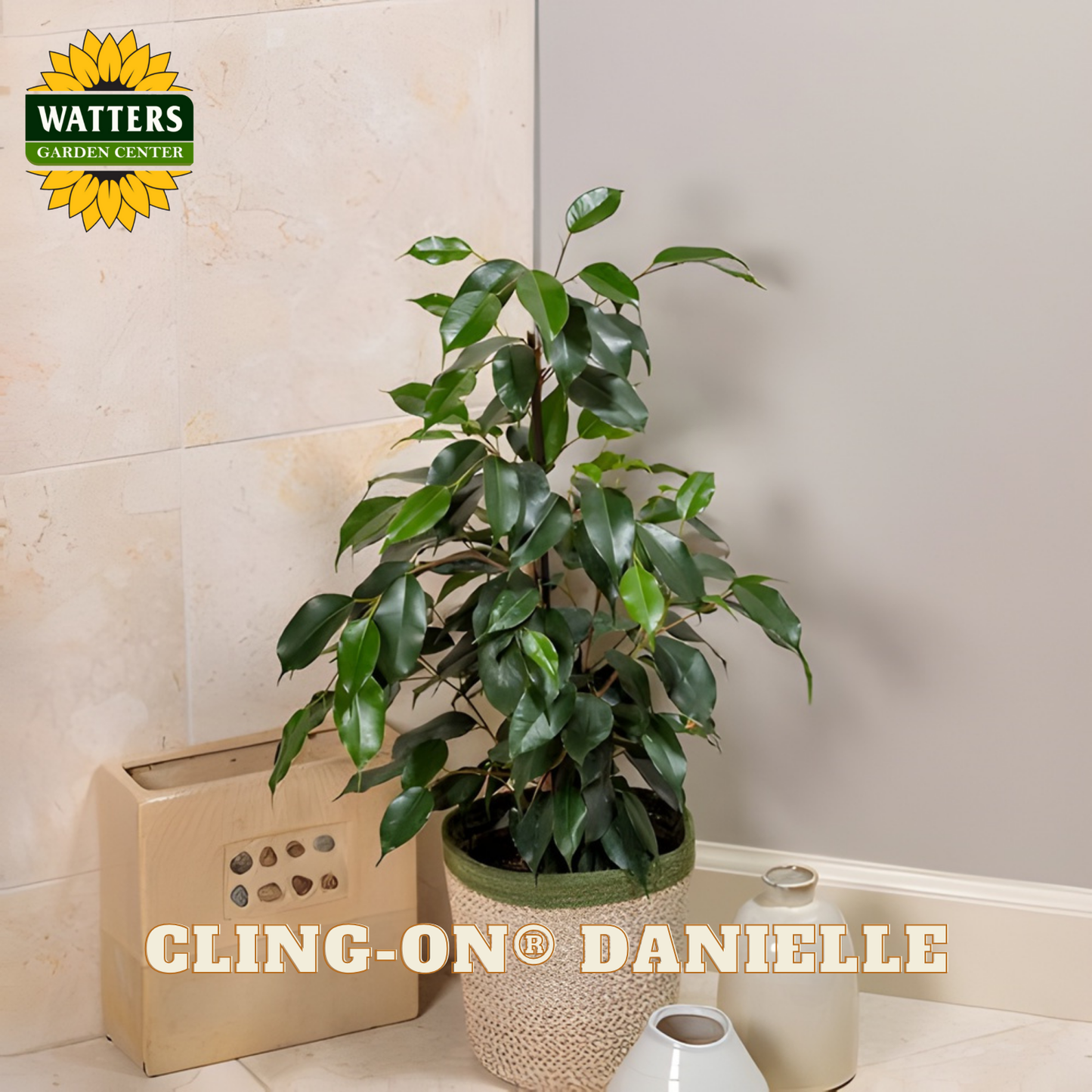 Potted plant in a room with 'Watters Garden Center' logo and 'Cling-On Danielle' text.