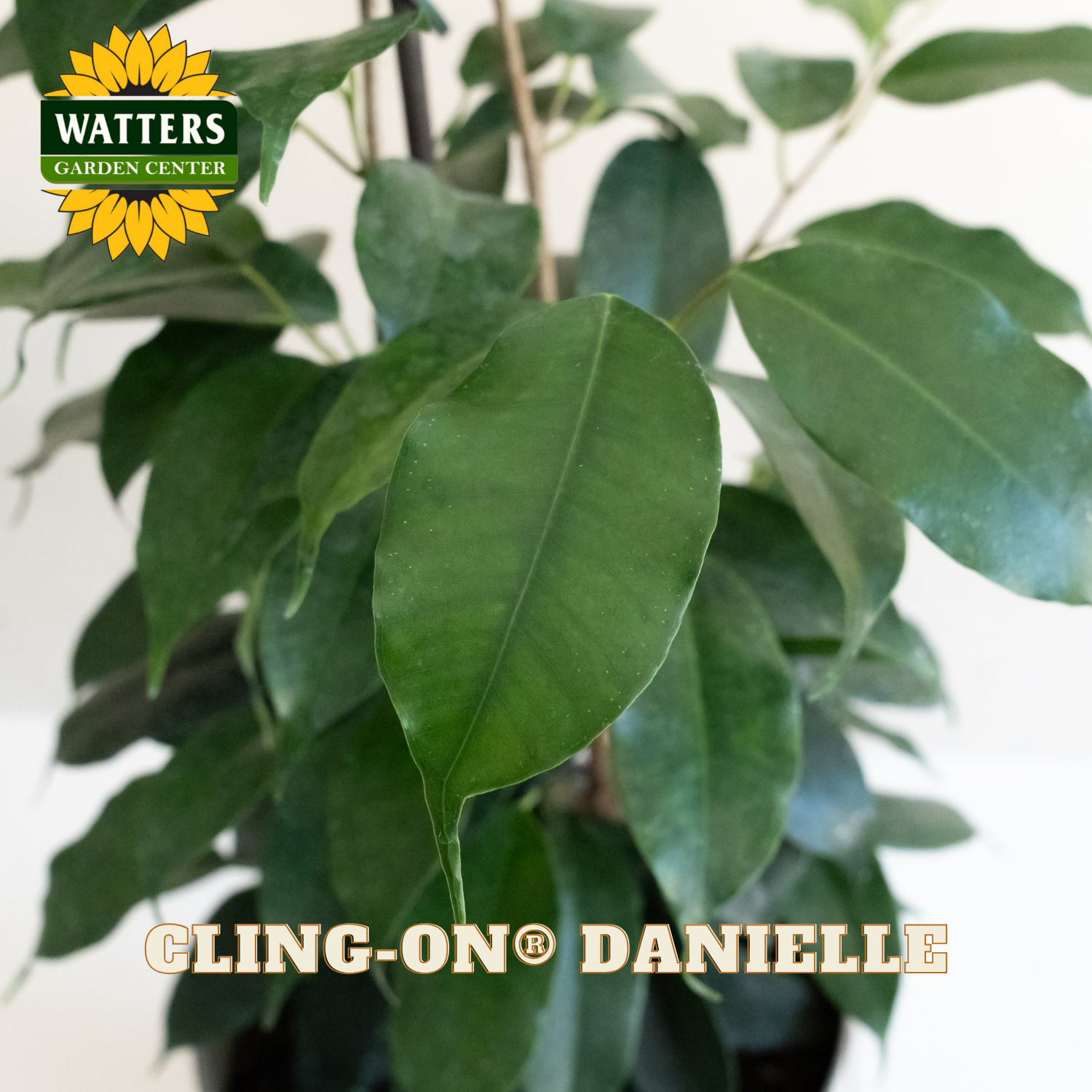 Green leaves with Watters Garden Center logo and 'Cling-On Danielle' text.