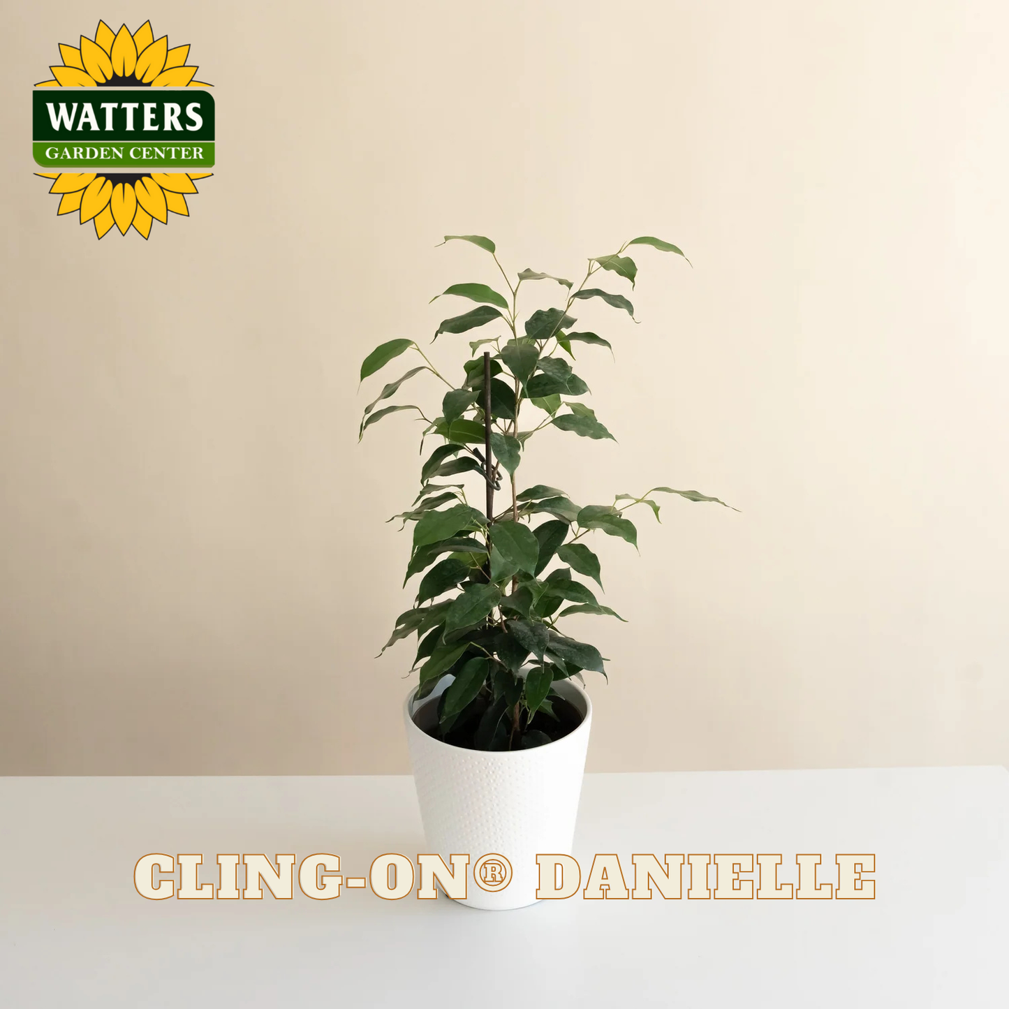 Potted plant with 'Watters Garden Center' logo and 'Cling-On Danielle' text on a beige background