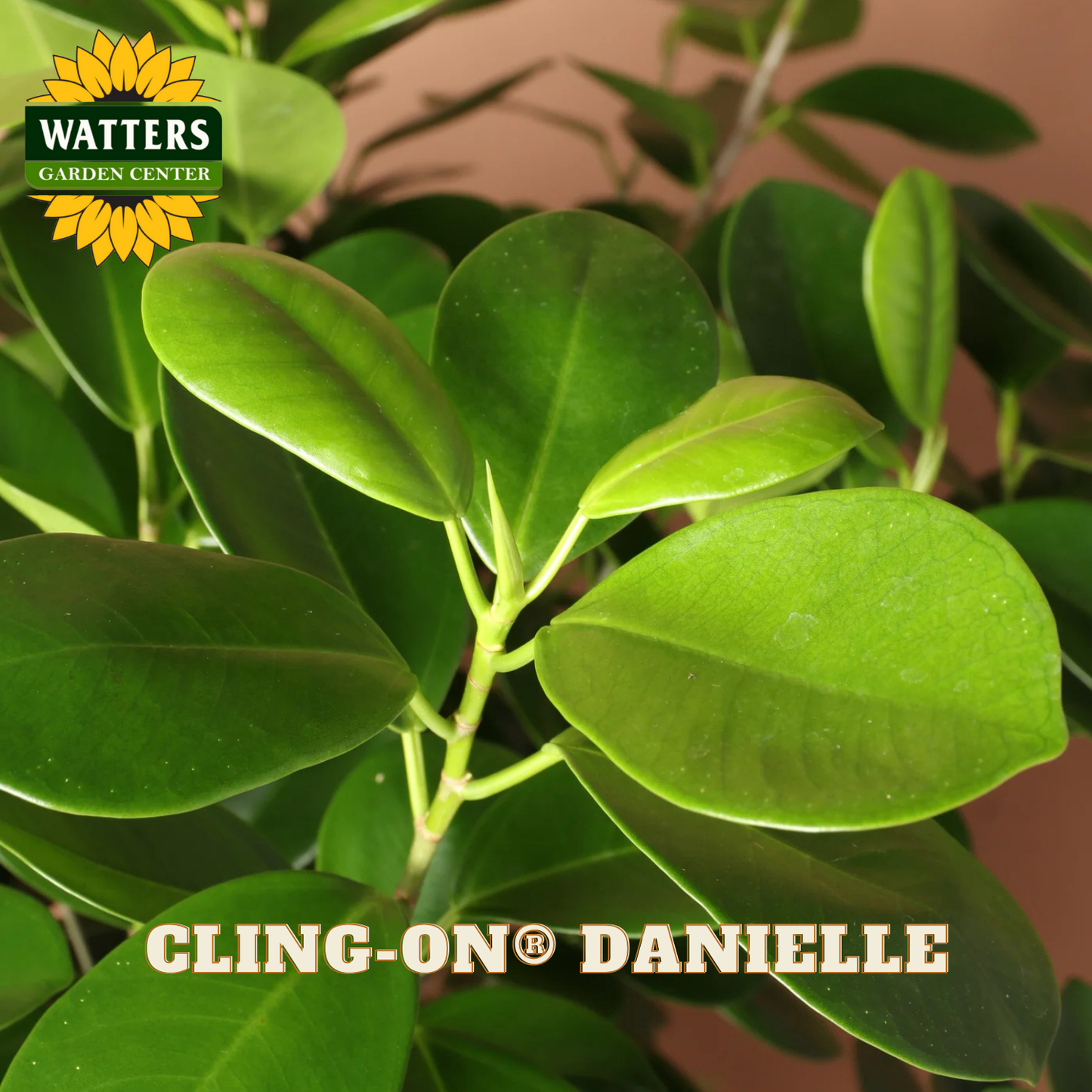 Close-up of green leaves with Watters Garden Center logo and 'Cling-On Danielle' text.