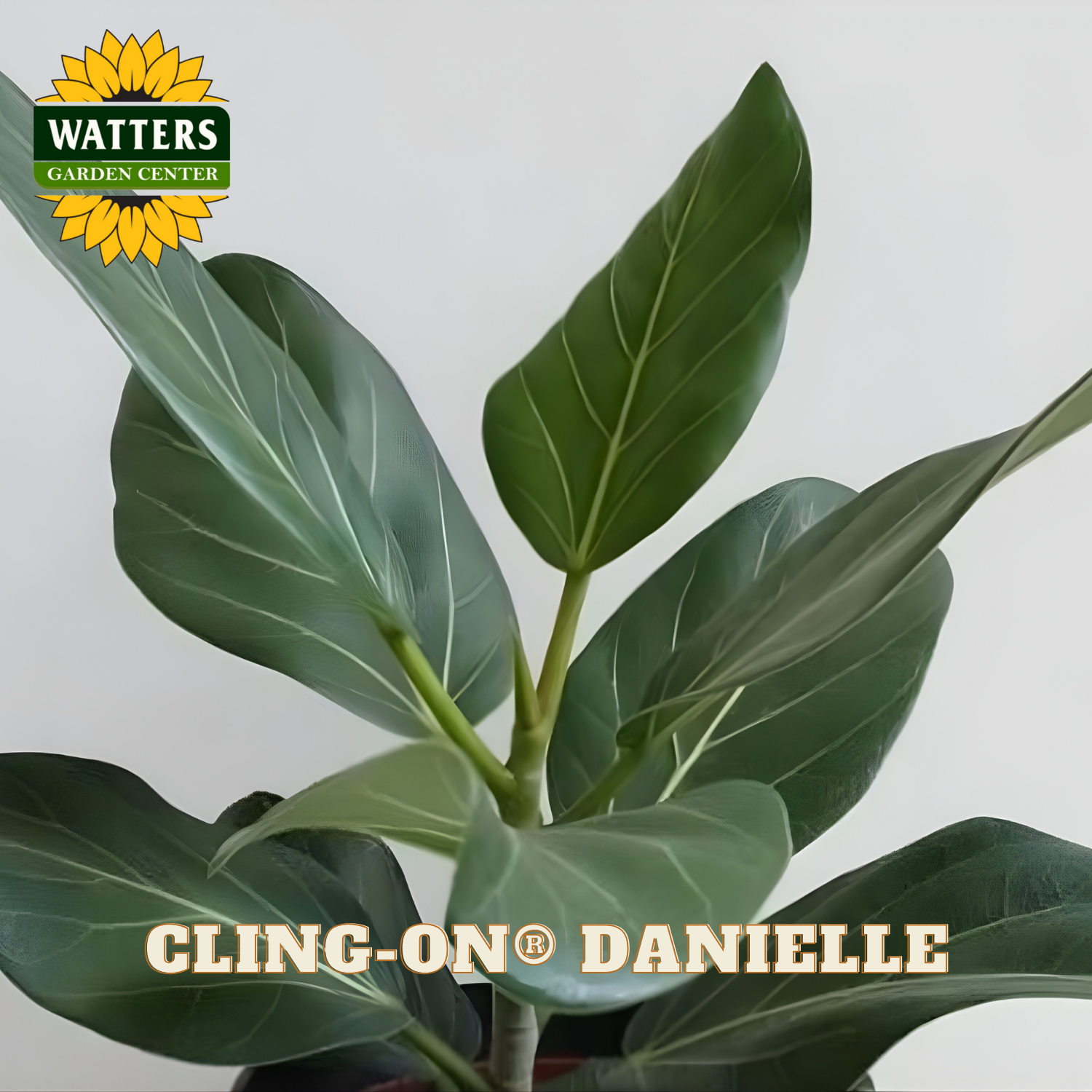 Close-up of a green leafy plant with 'Watters Garden Center' logo and 'Cling-On Danielle' text.