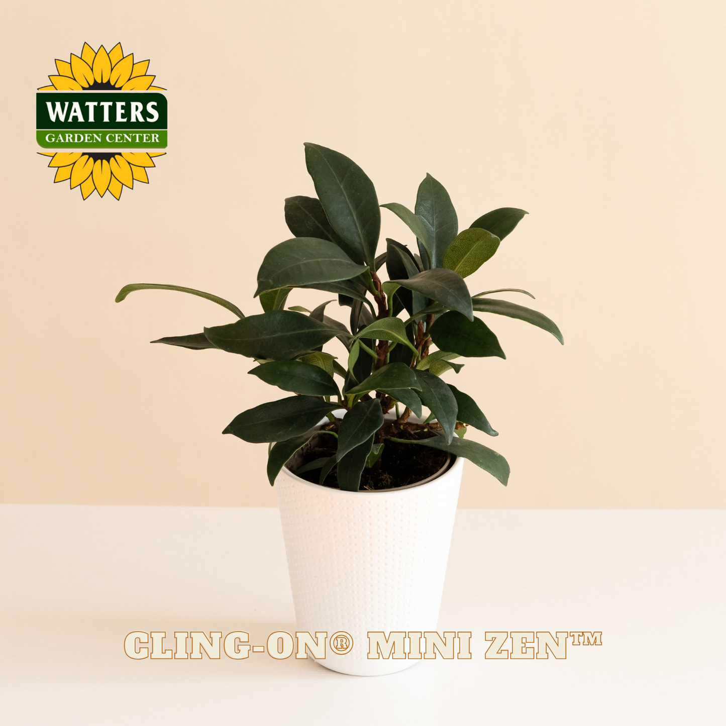 Potted plant with Watters Garden Center logo on a beige background