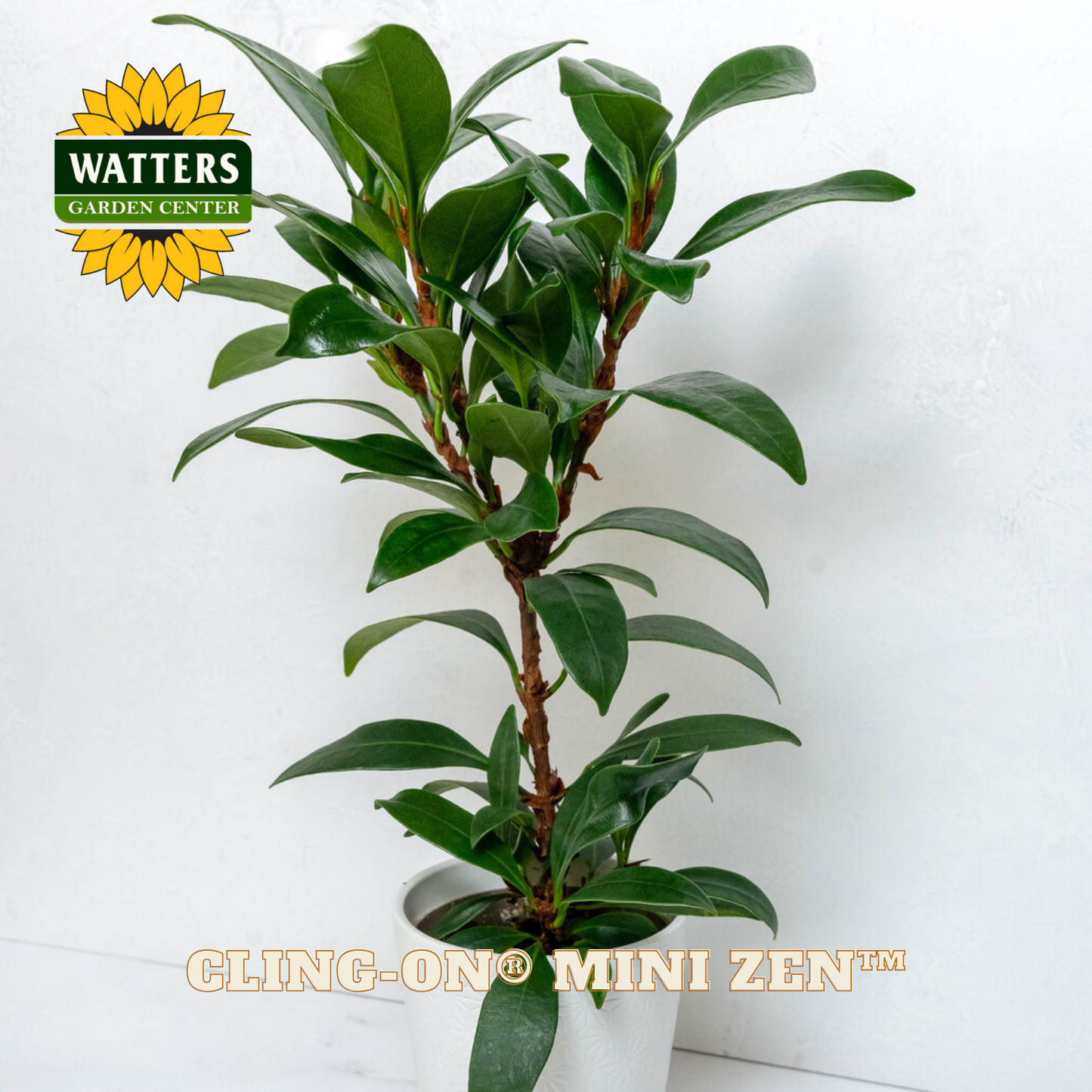 Potted plant with Watters Garden Center logo and 'Cling-On Mini Zen' branding.