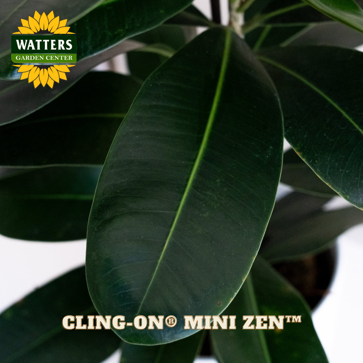 Close-up of a green leaf with Watters Garden Center logo and 'Cling-On Mini Zen' text.