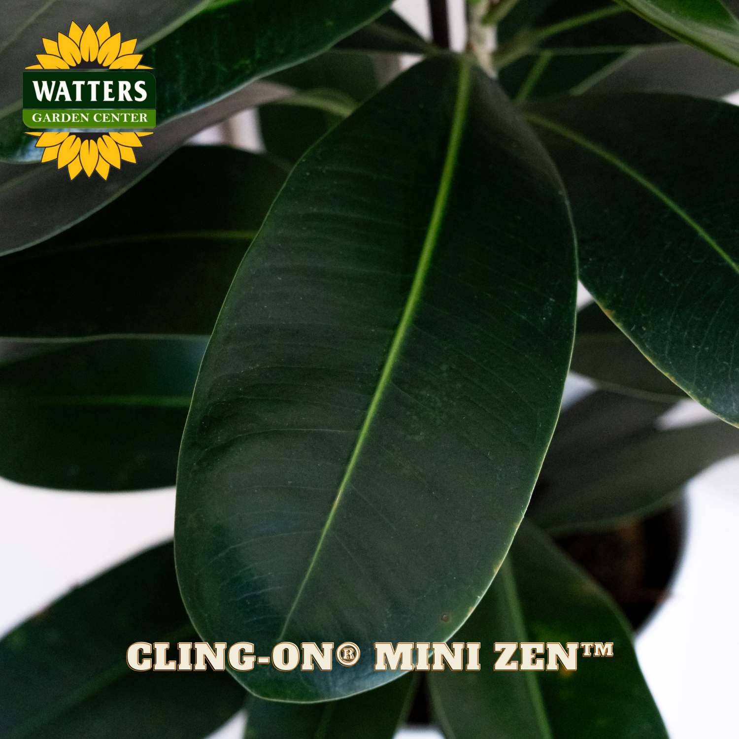 Close-up of a green leaf with Watters Garden Center logo and 'Cling-On Mini Zen' text.
