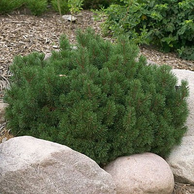 SLOWMOUND MUGO PINE 2gal