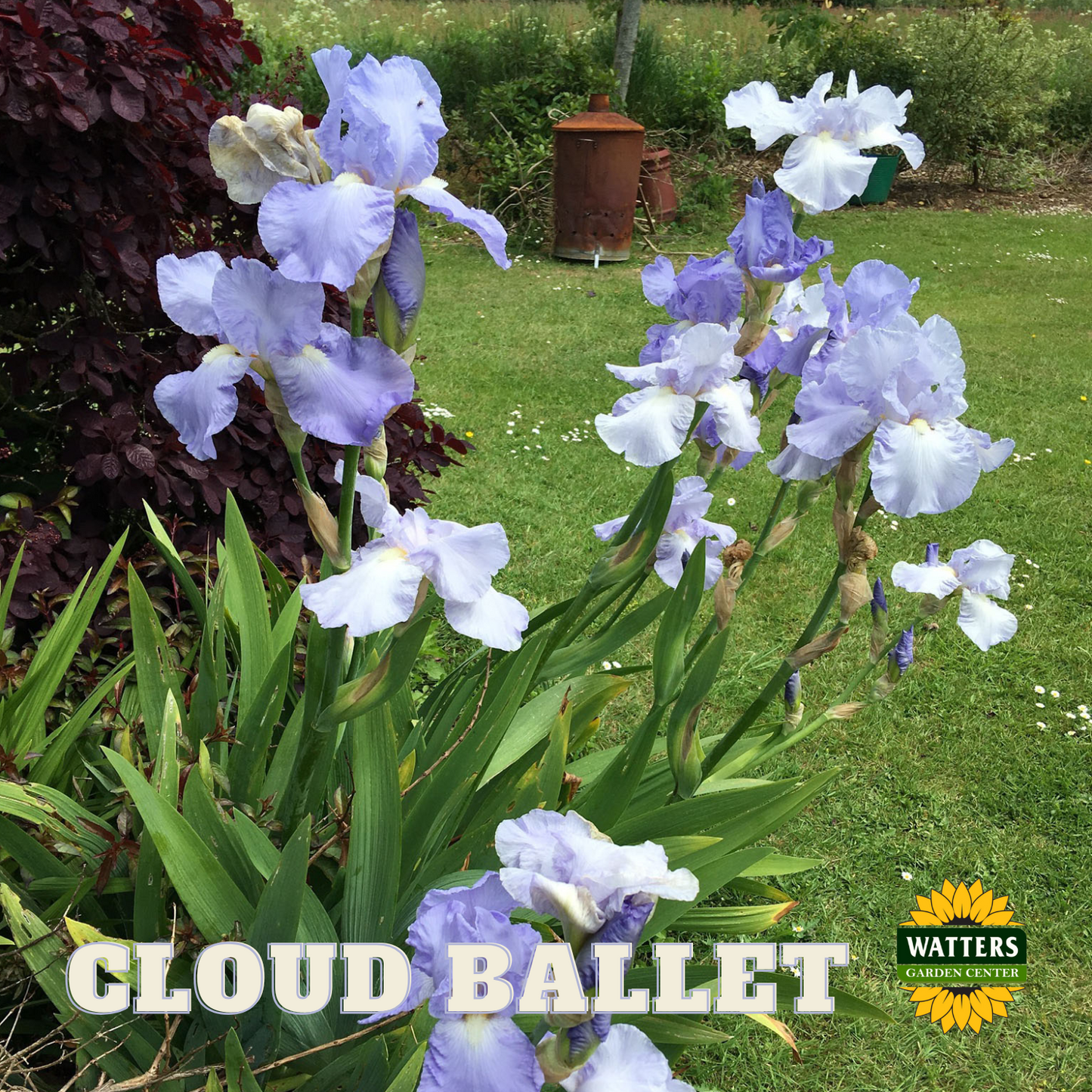Cloud Ballet Bearded Iris - Reblooming
