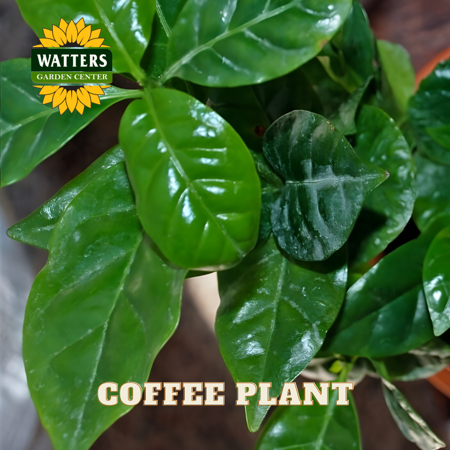 Close-up of a coffee plant with Watters Garden Center branding.