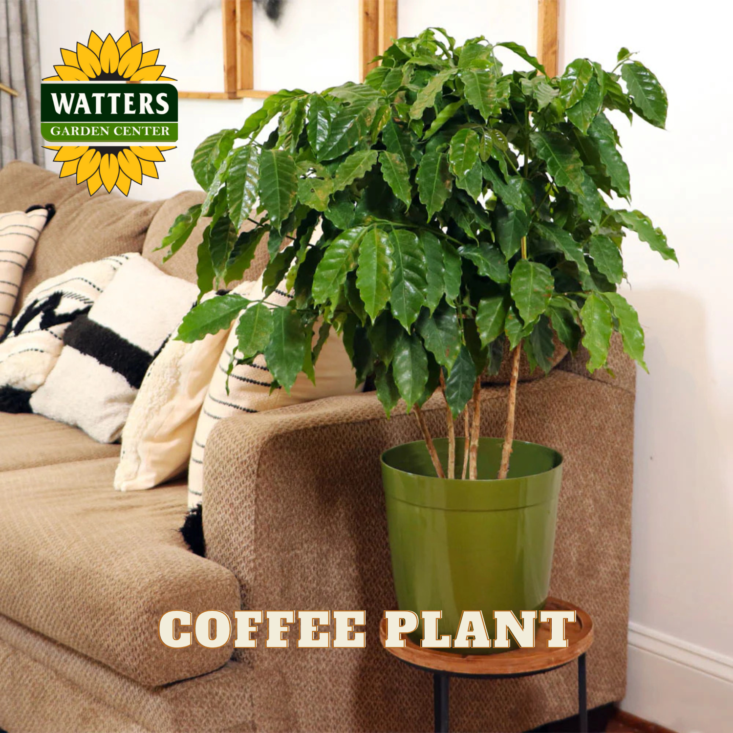 Potted coffee plant on a small table in front of a brown sofa with Watters Garden Center branding.