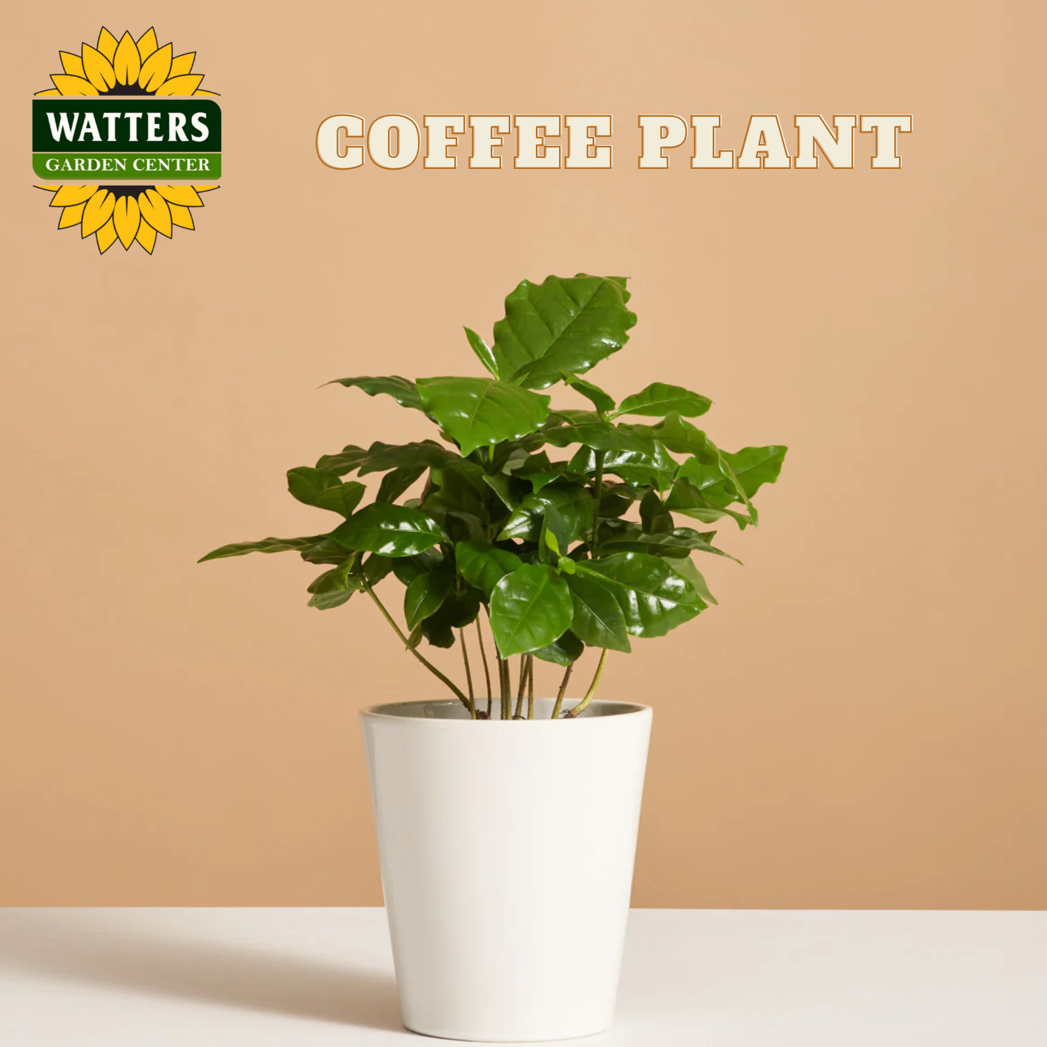 Potted coffee plant with Watters Garden Center logo on a beige background