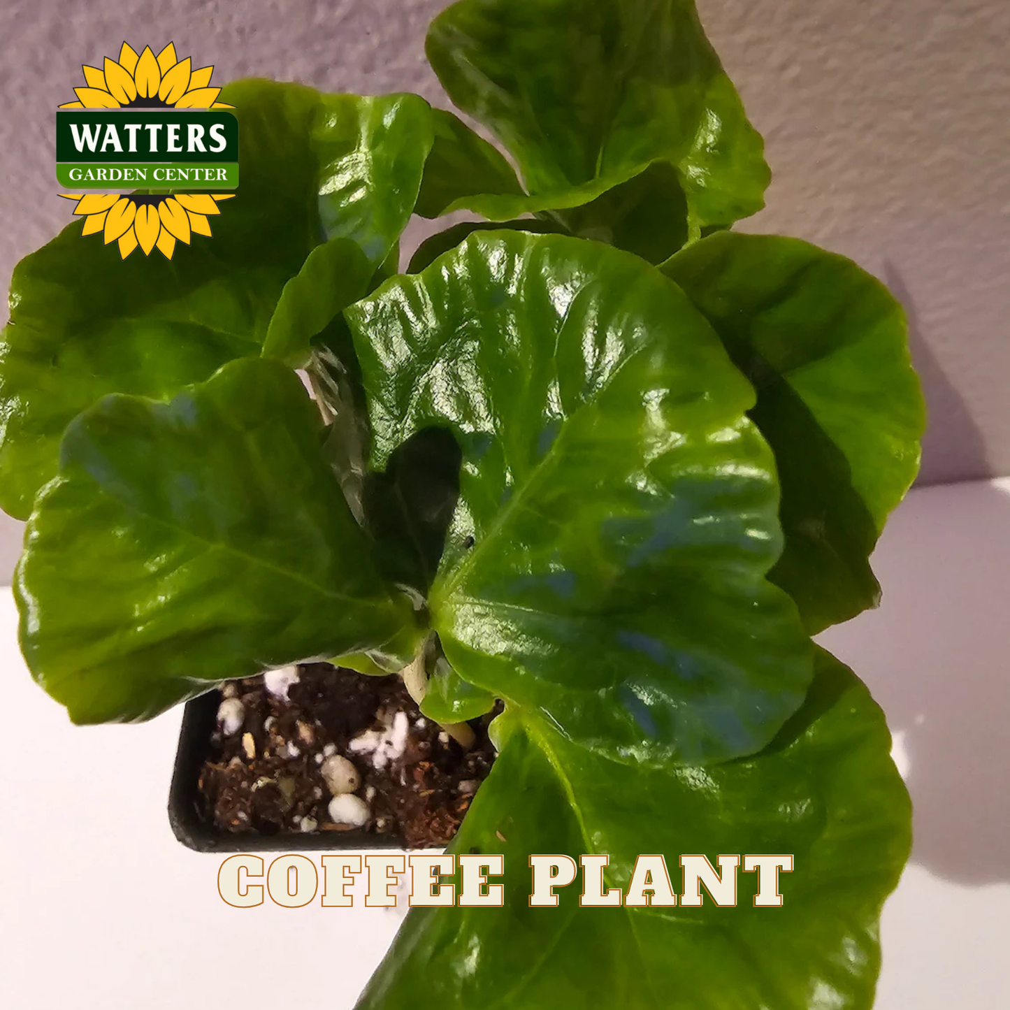 Green coffee plant in a pot with Watters Garden Center logo.