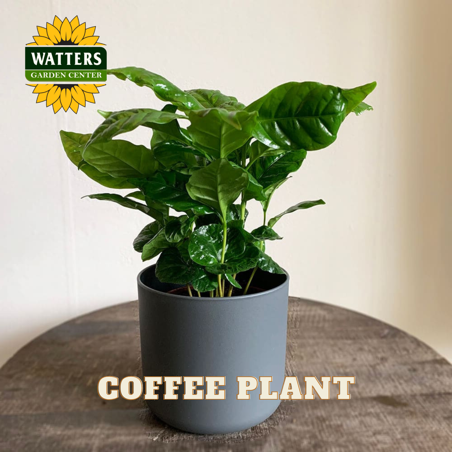 Potted coffee plant on a wooden surface with Watters Garden Center logo.