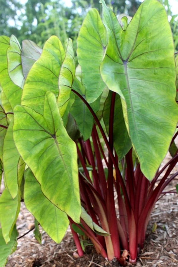 HAWAIIAN PUNCH ELEPHANT EAR 2gal