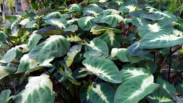 live elephant ear plant TROPICAL STORM ELEPHANT EAR 2gal