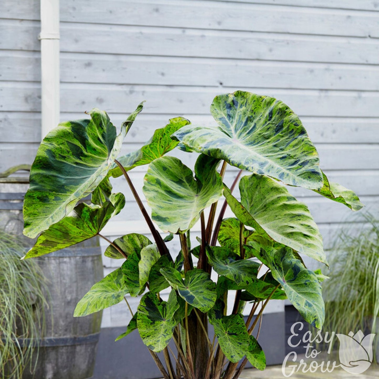 Colocasia - Mojito