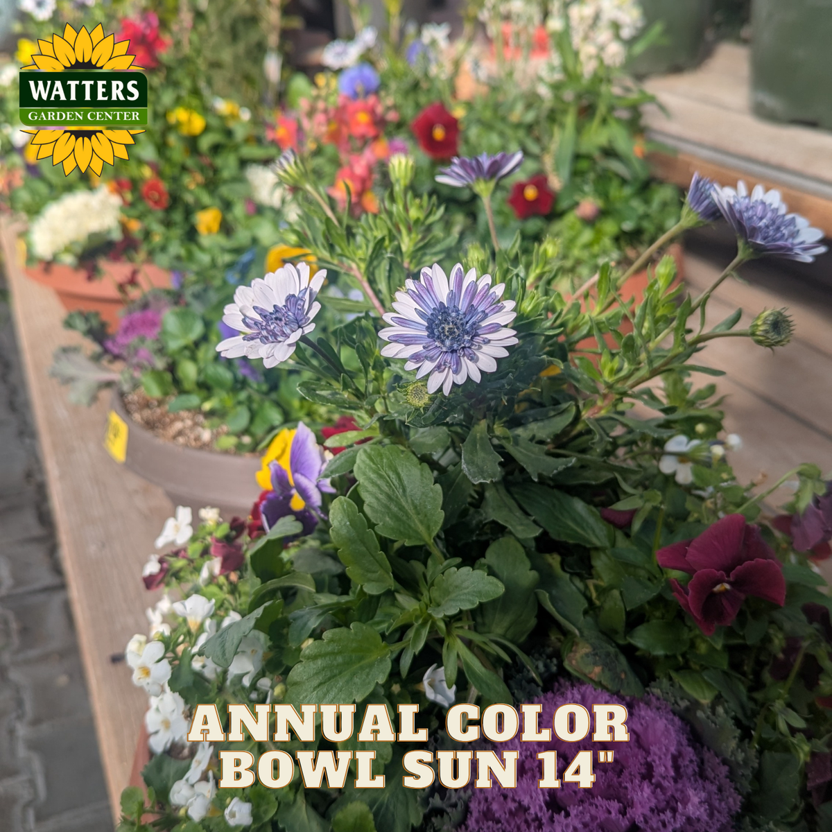 Floral arrangement in a bowl with Watters Garden Center branding