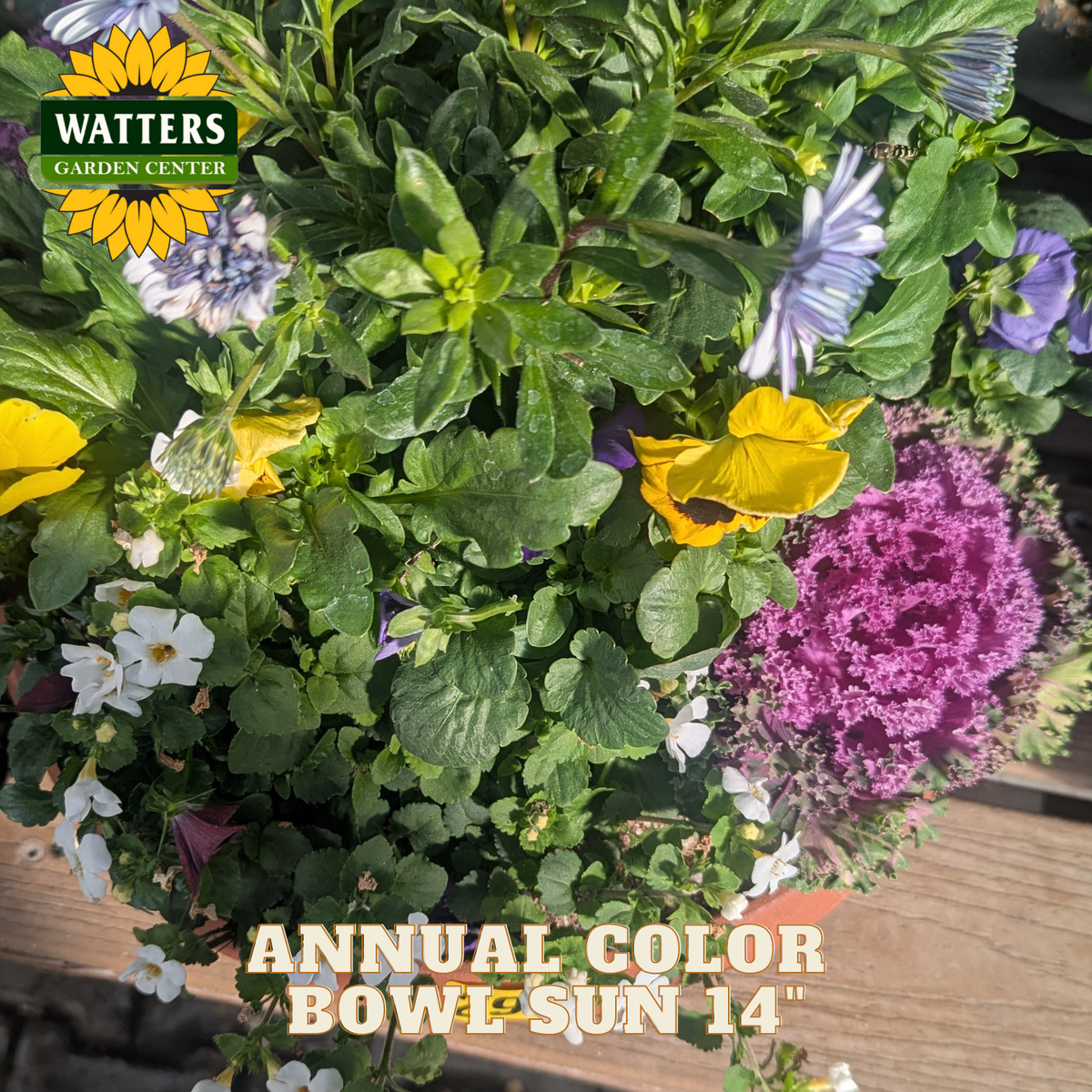 Colorful flower arrangement with Watters Garden Center logo and product name.