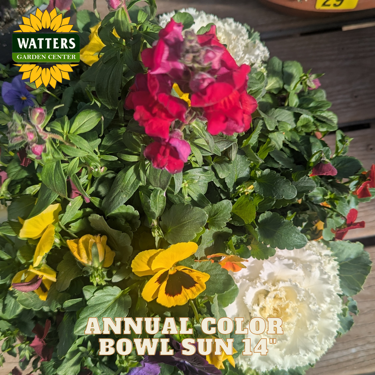 Colorful annual flowers in a pot with Watters Garden Center branding.