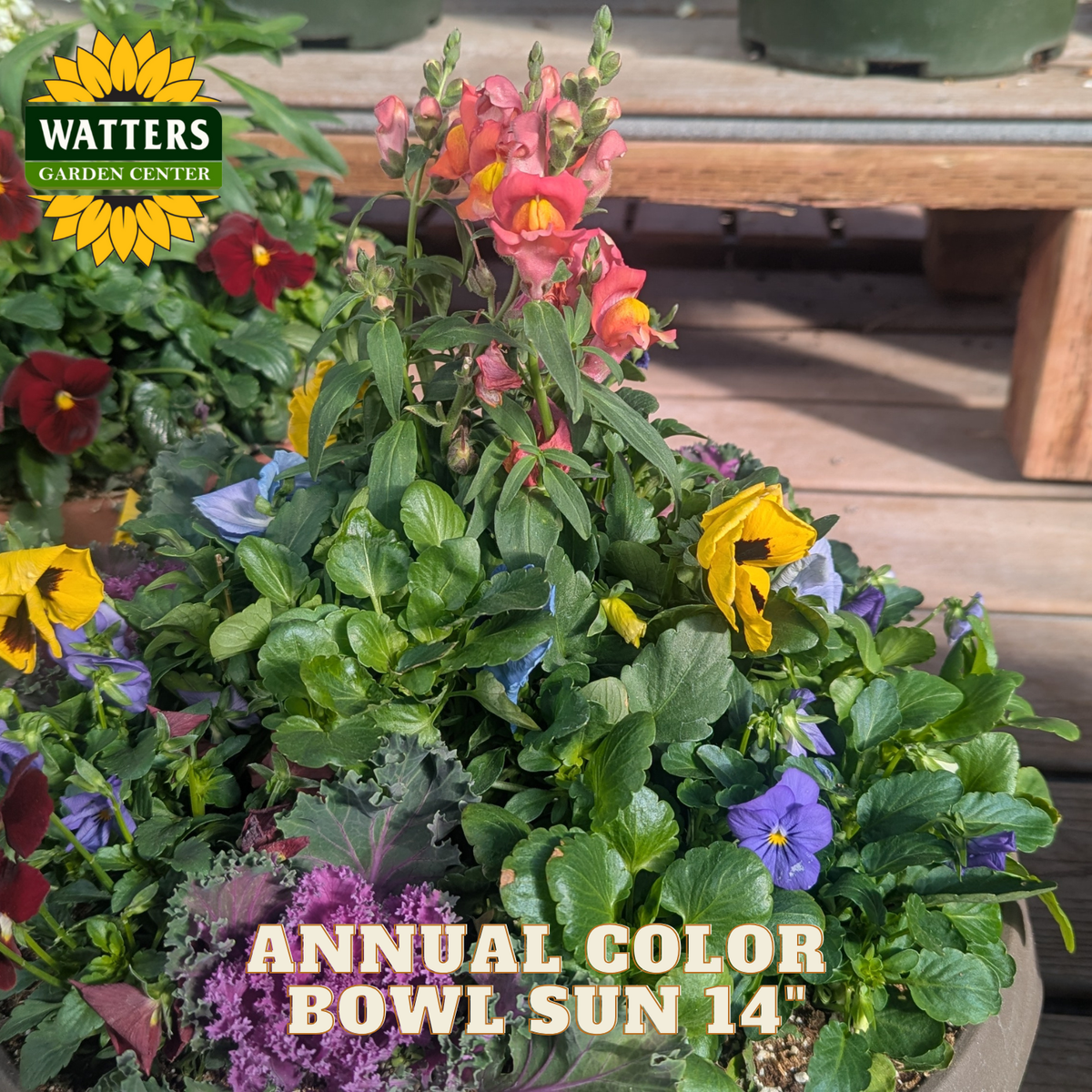 Colorful potted plants with flowers and leaves, featuring Watters Garden Center branding.