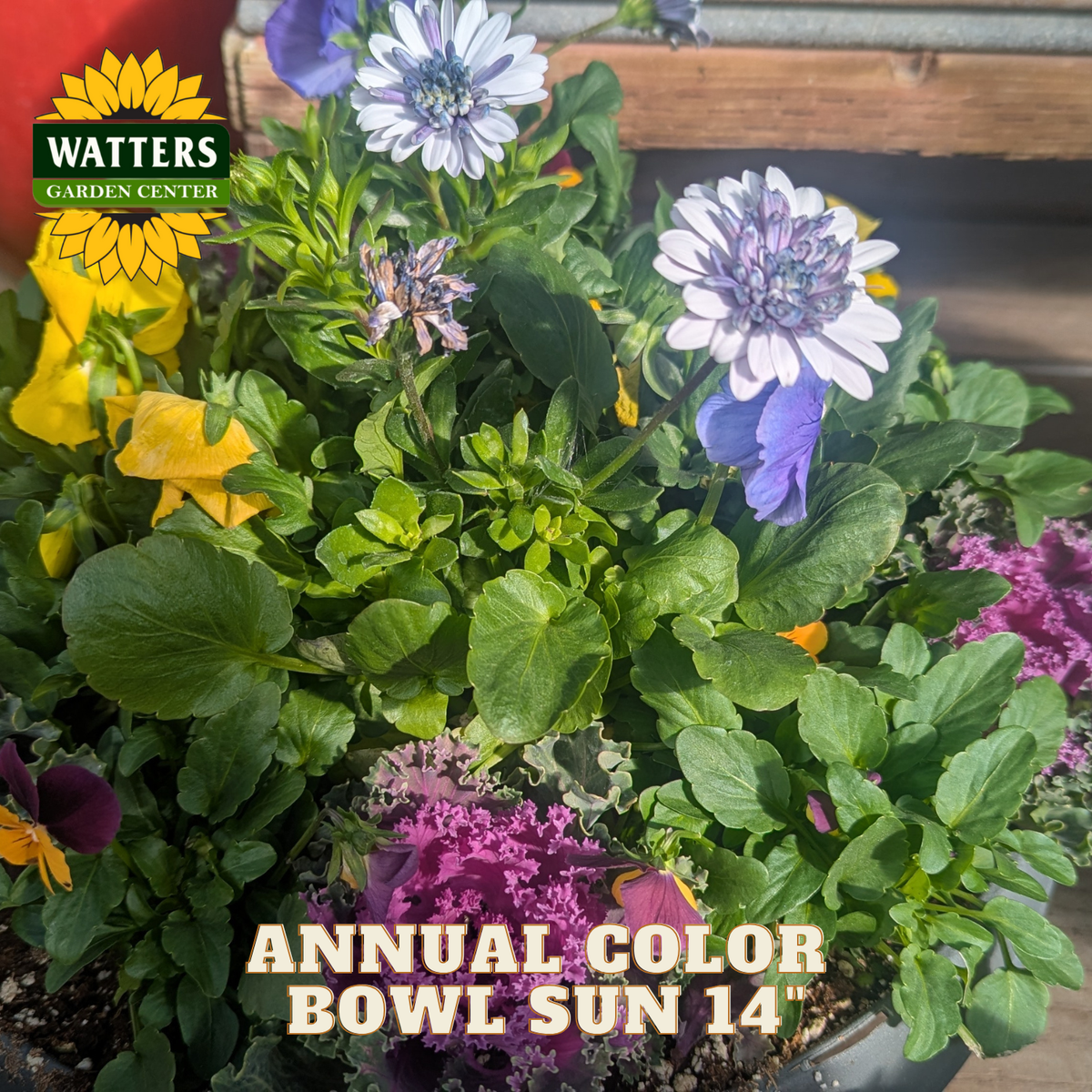 Bowl of flowers with Watters Garden Center logo and text about annual color.
