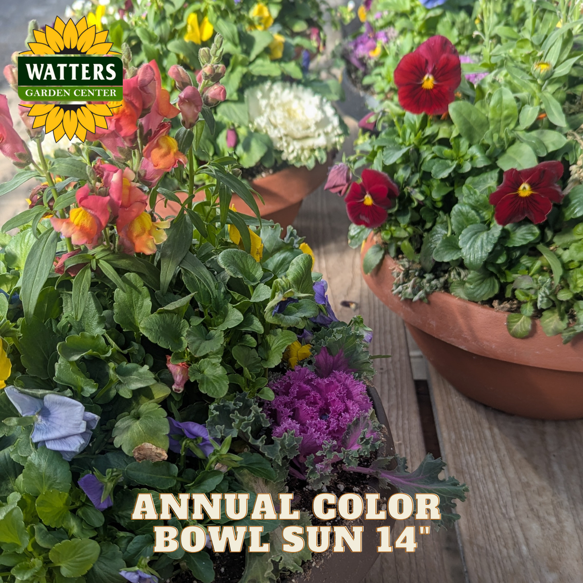 Potted plants with colorful flowers and Watters Garden Center logo.