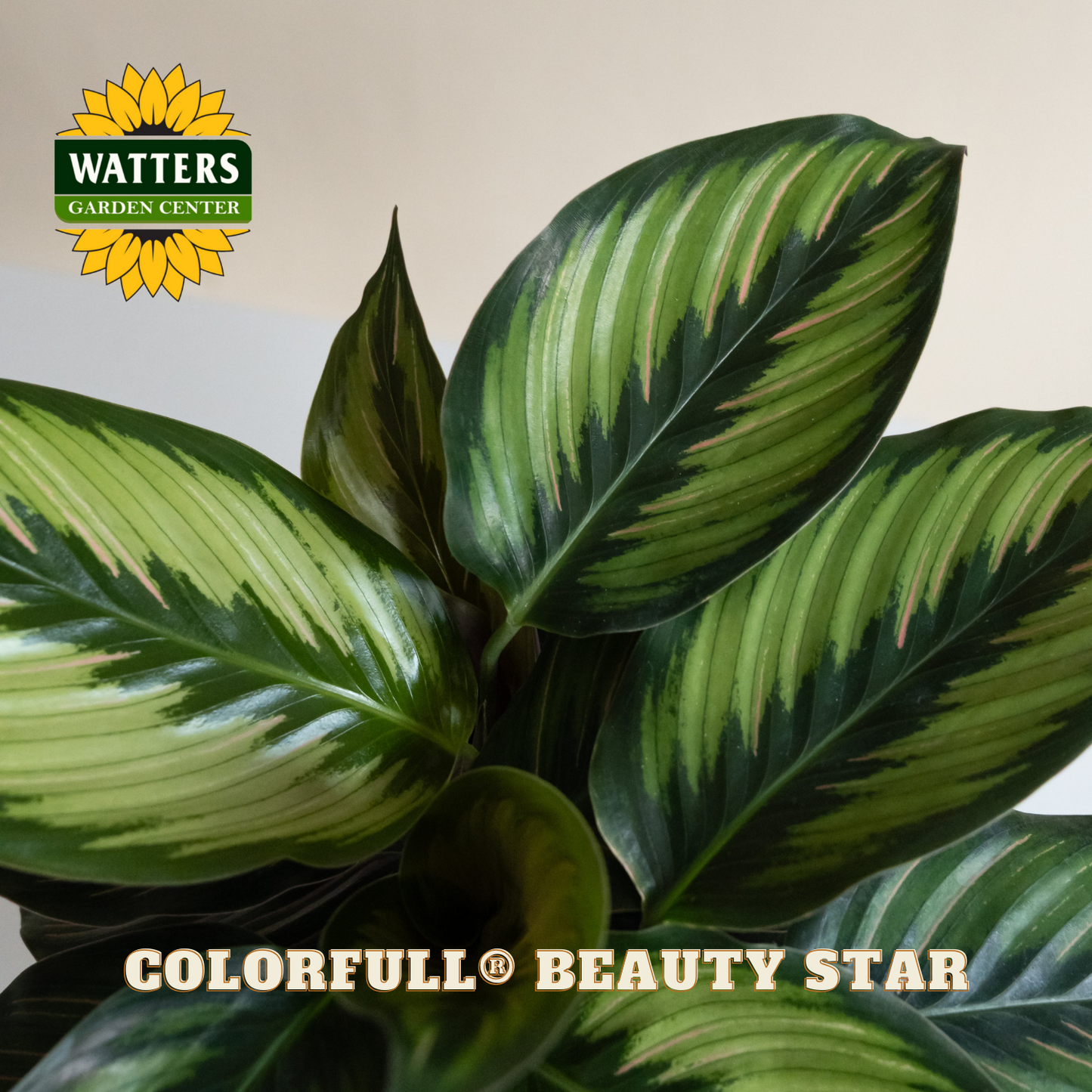 Green leafy plant with Watters Garden Center logo and 'Colorfull Beauty Star' text.