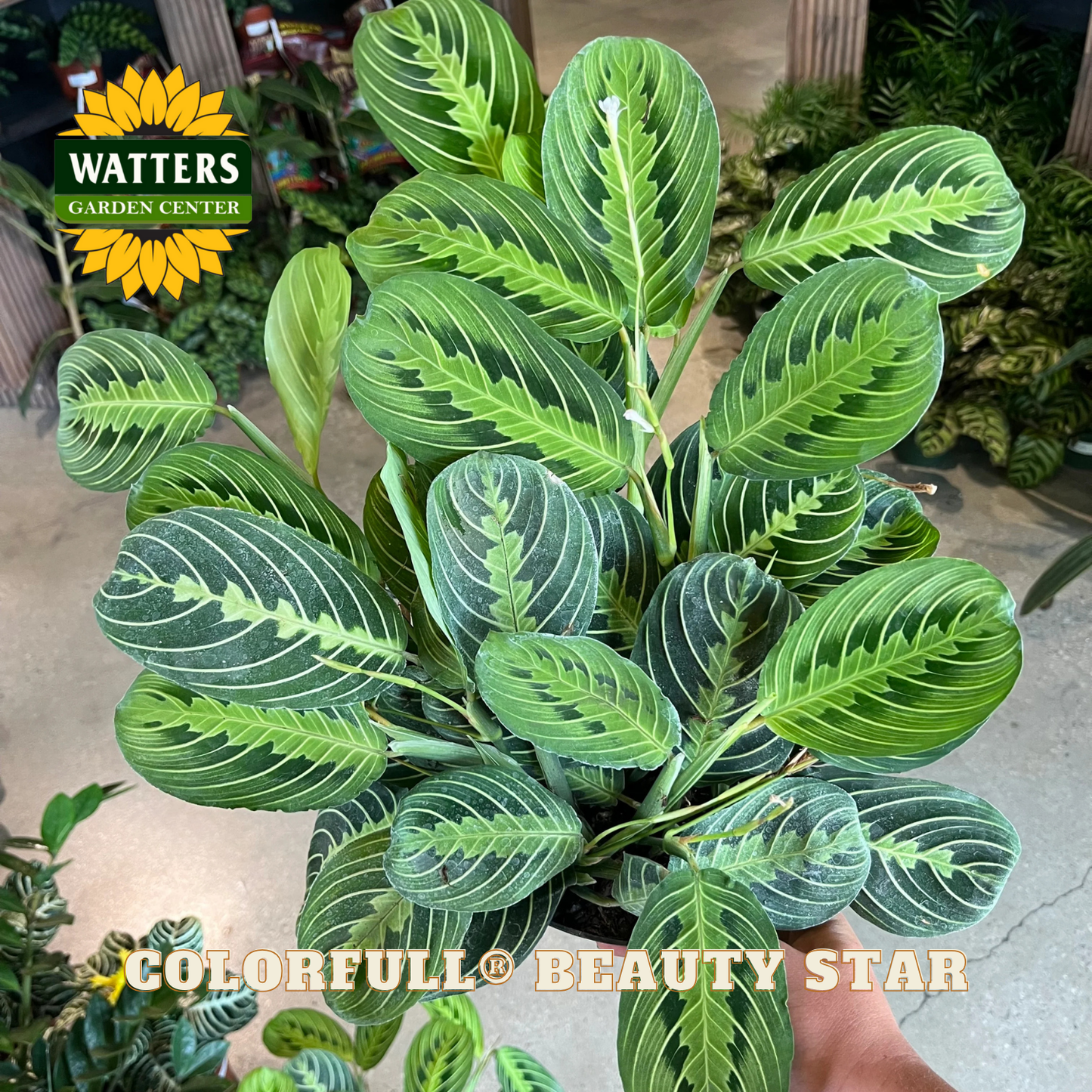 Green leafy plant held by a person with 'Watters Garden Center' logo in the background