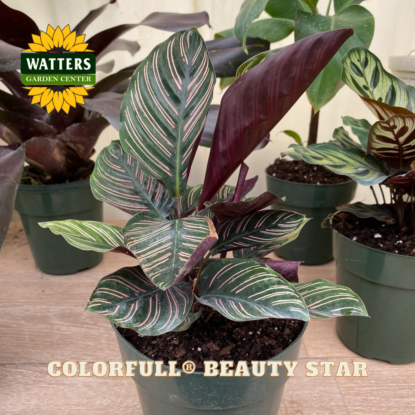 Potted plant with striped leaves labeled 'Colorful Beauty Star' from Watters Garden Center.