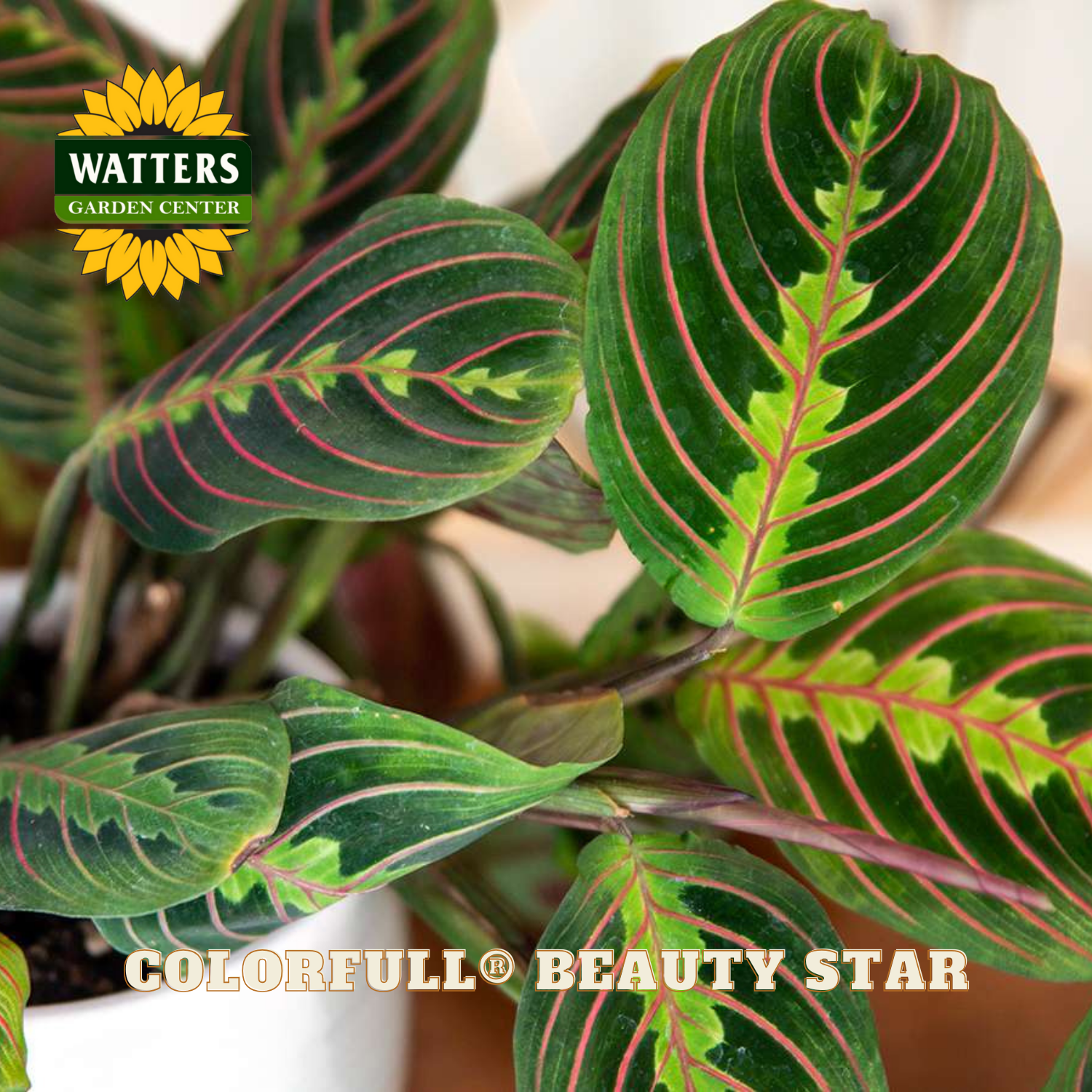 Close-up of a Colorful Beauty Star plant with Watters Garden Center branding.