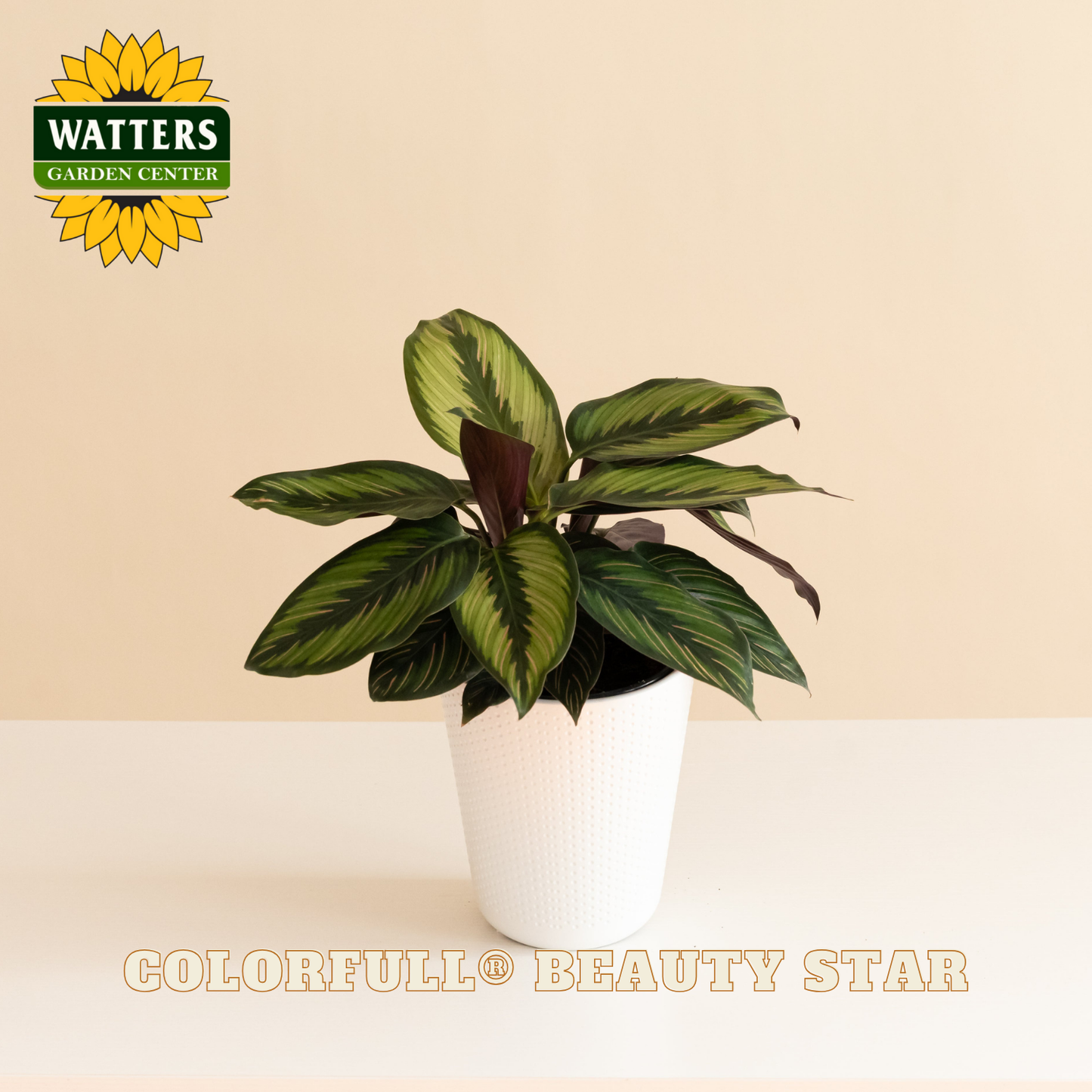 Potted plant with 'Watters Garden Center' logo on a beige background
