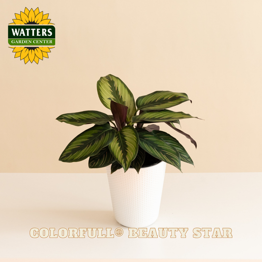 Potted plant with 'Watters Garden Center' logo on a beige background