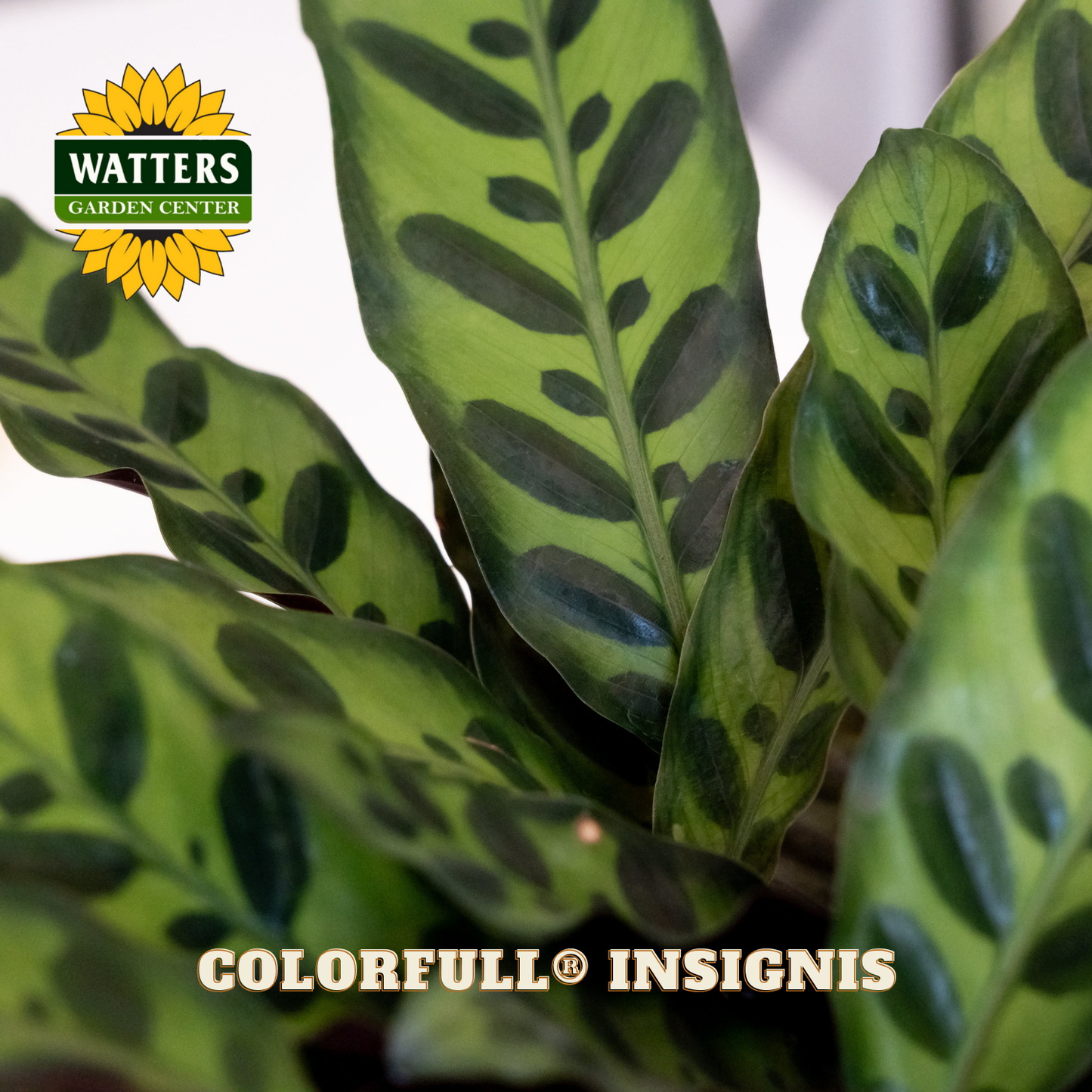 Close-up of a green and brown patterned leaf plant with Watters Garden Center logo.