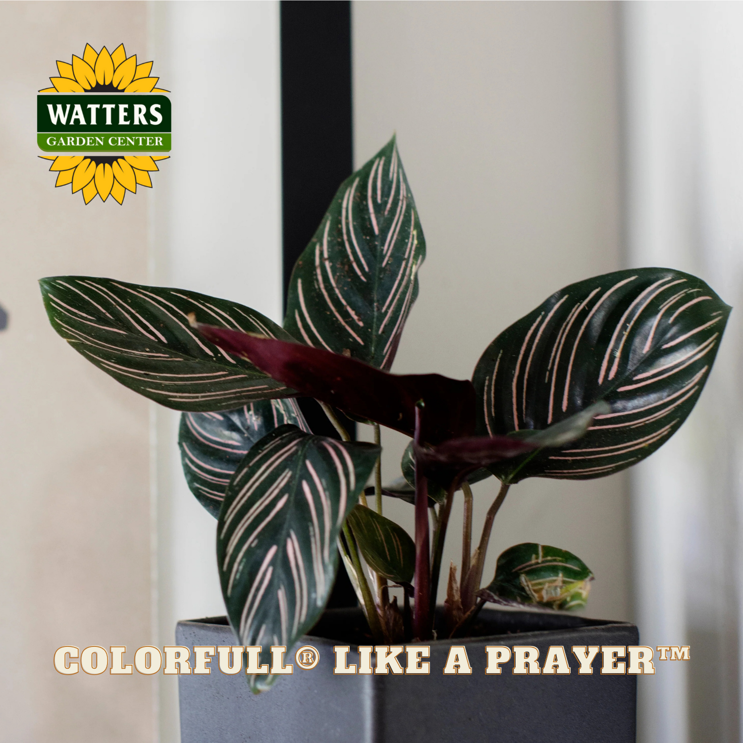Potted plant with decorative leaves in a pot, featuring Watters Garden Center branding.